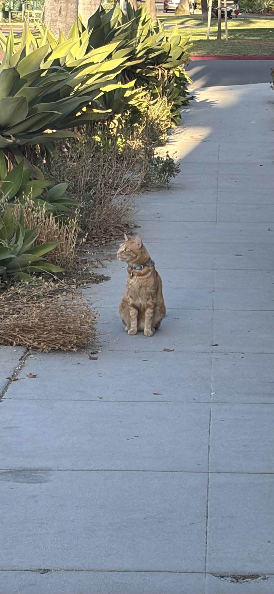 Clementine, a cat found on Chonk Finder