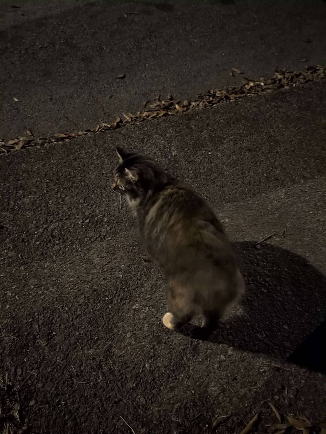 Mini Toto, a cat found on Chonk Finder