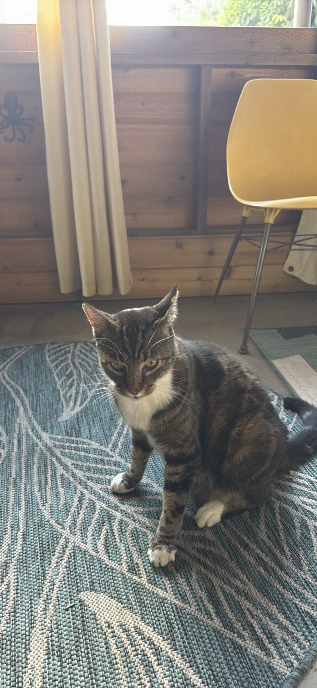 Toki, a cat found on Chonk Finder