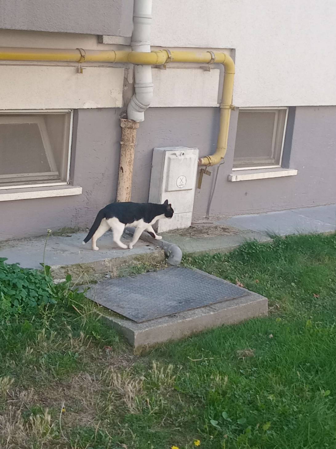 Kazjm, a cat found on Chonk Finder