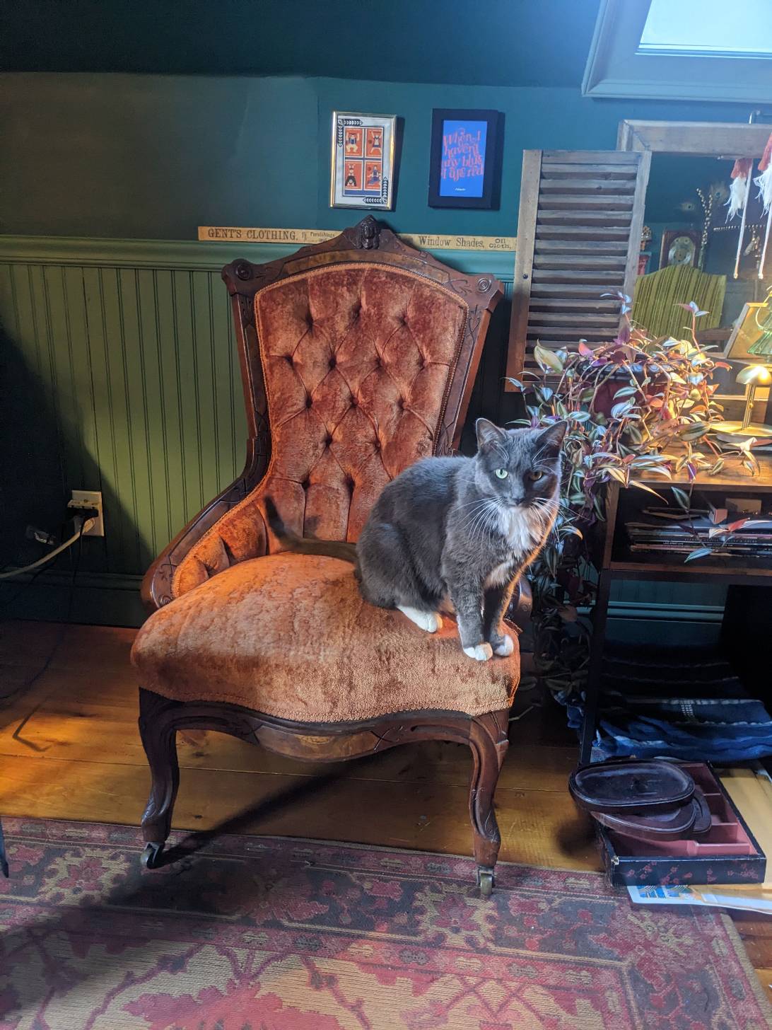 Siberia, a cat found on Chonk Finder