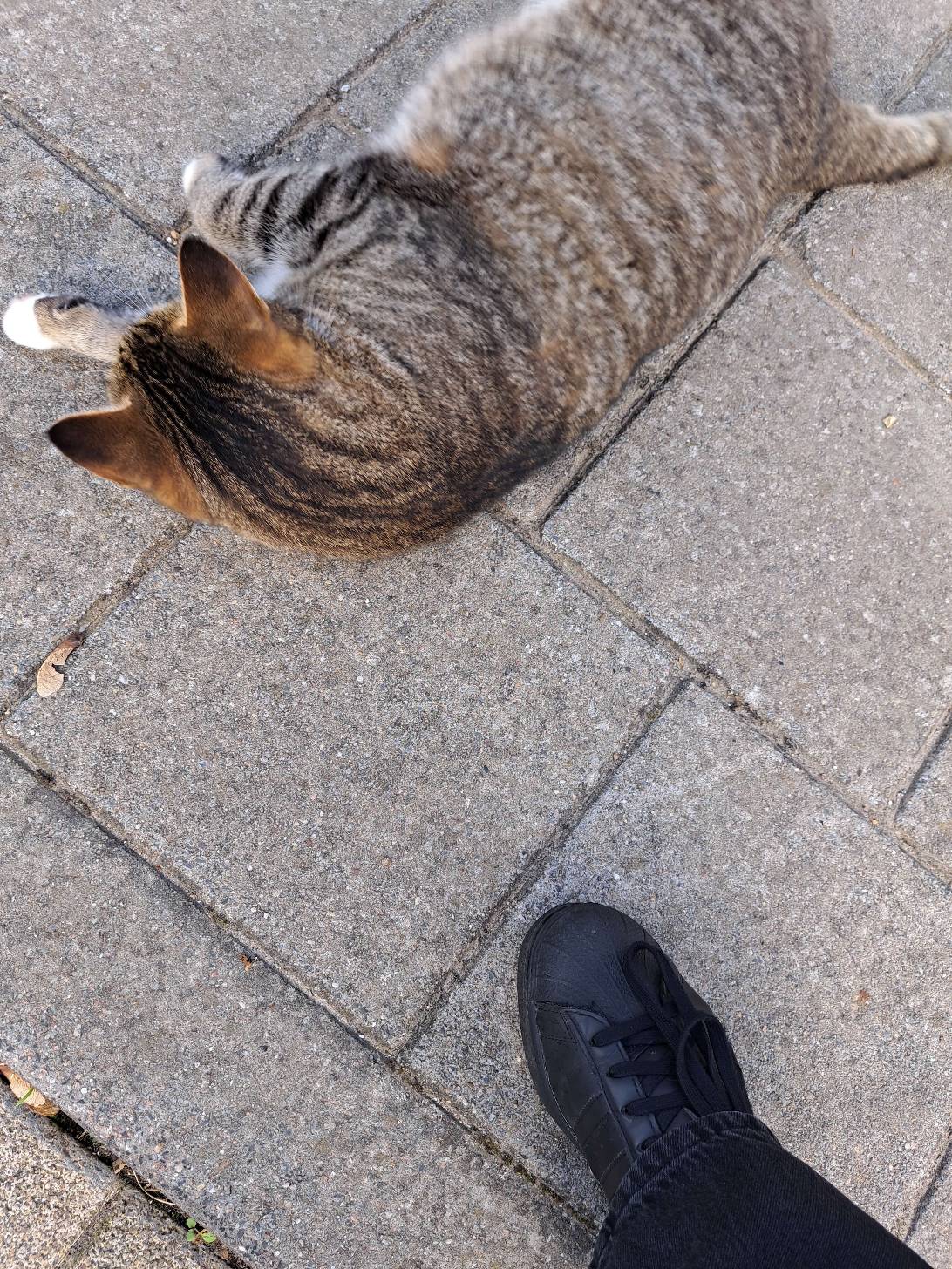 Punky, a cat met on Chonk Finder