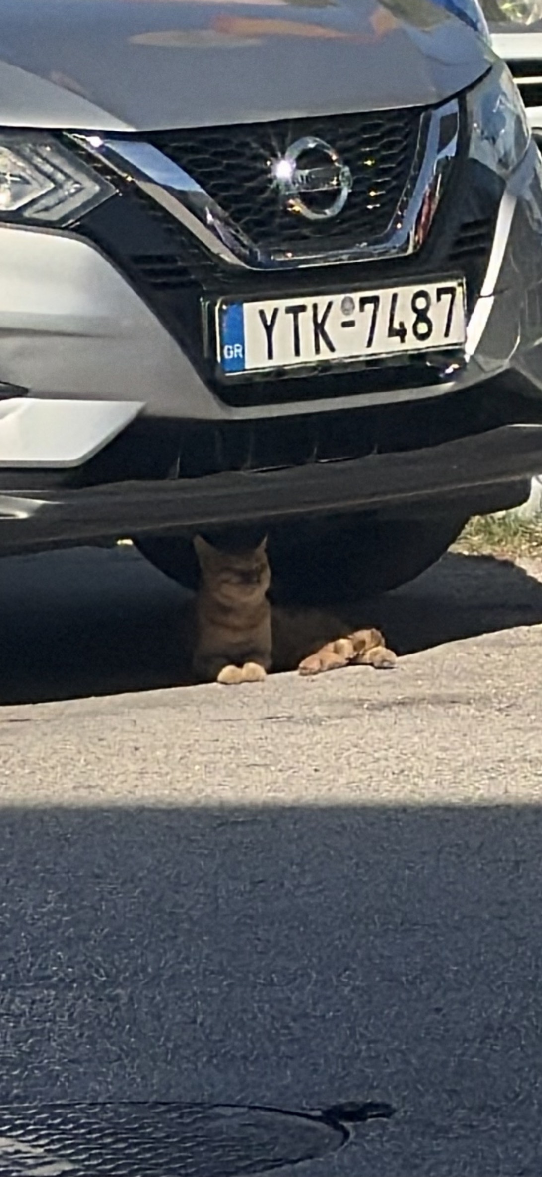 Hermes, a cat found on Chonk Finder