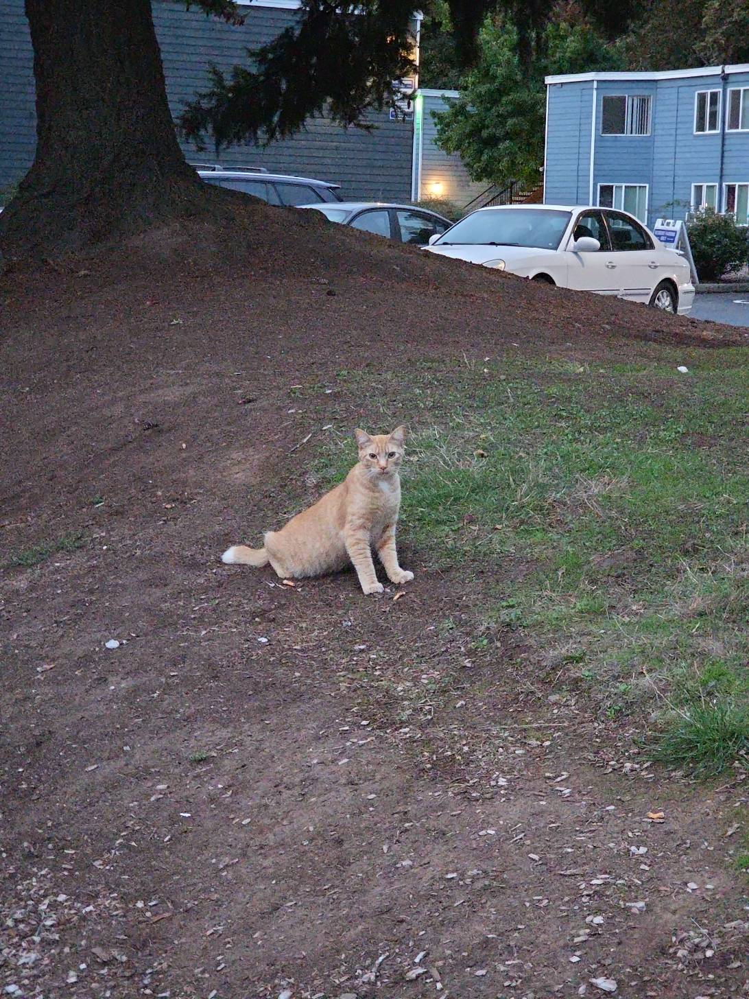 Tangerine, a cat found on Chonk Finder
