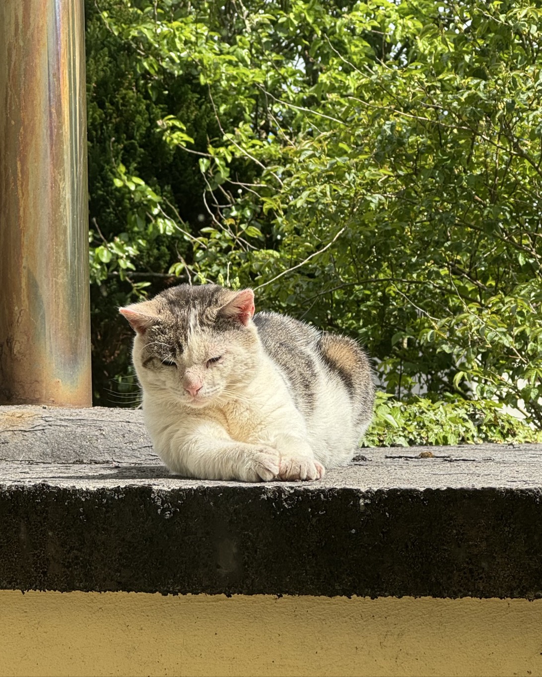Bobblefish "Bob", a cat found on Chonk Finder
