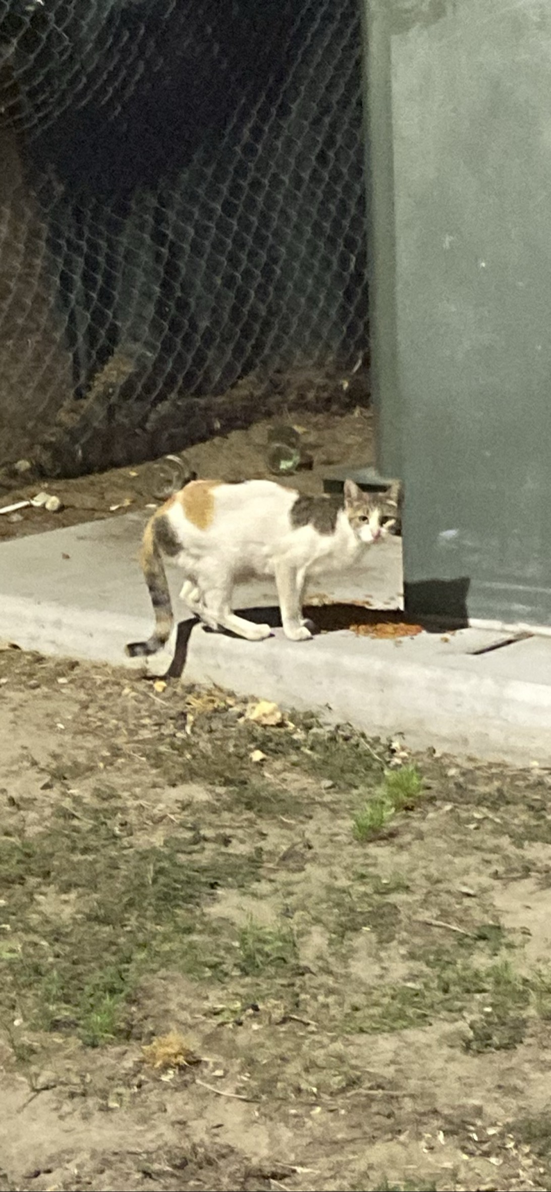 Delilah, a cat found on Chonk Finder