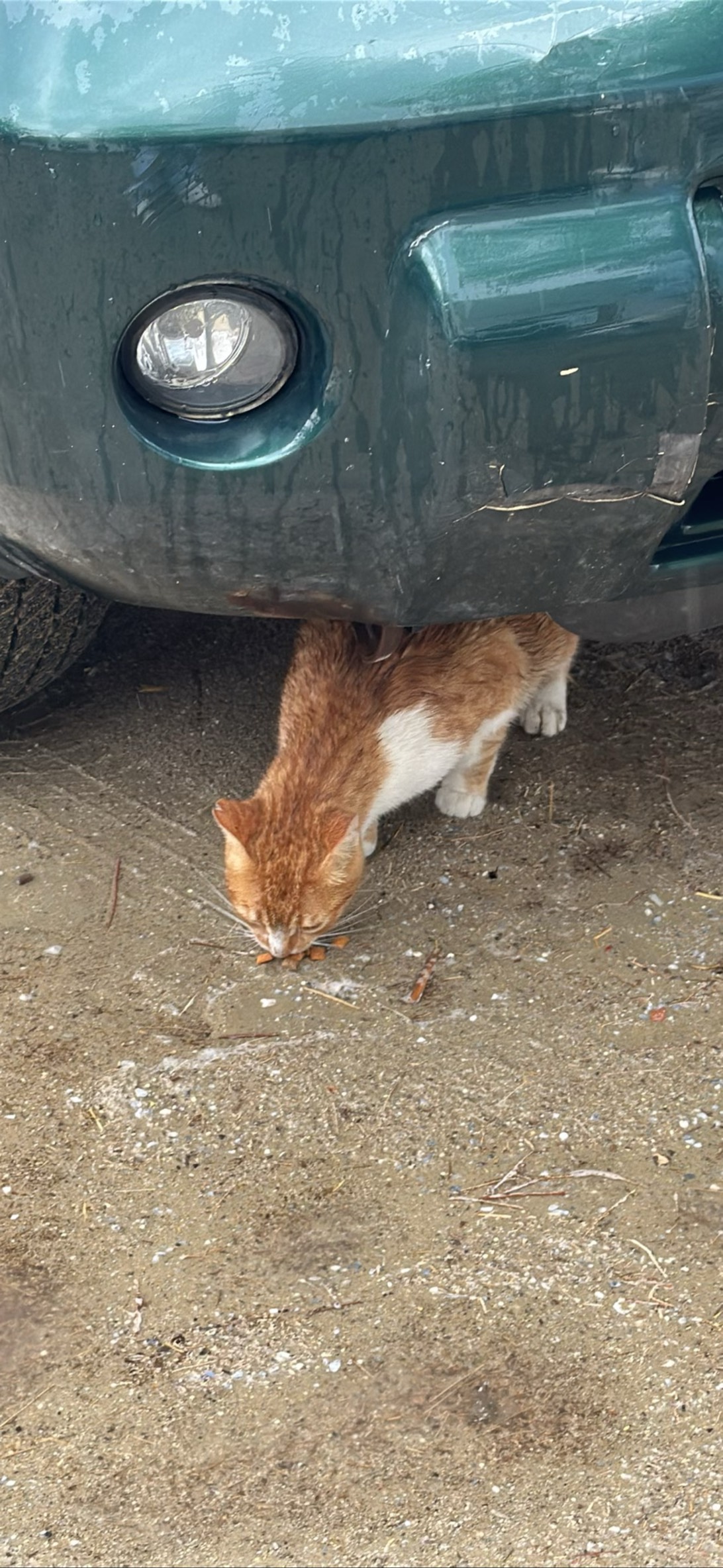 Duplicat#3, a cat found on Chonk Finder
