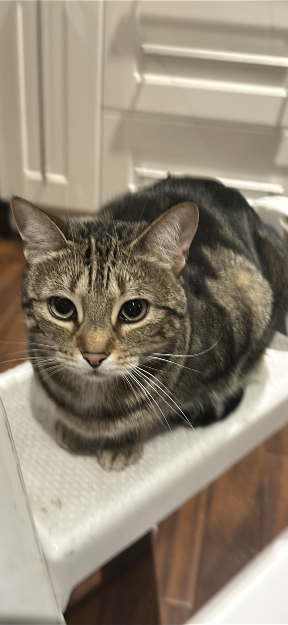 Laney, a cat found on Chonk Finder