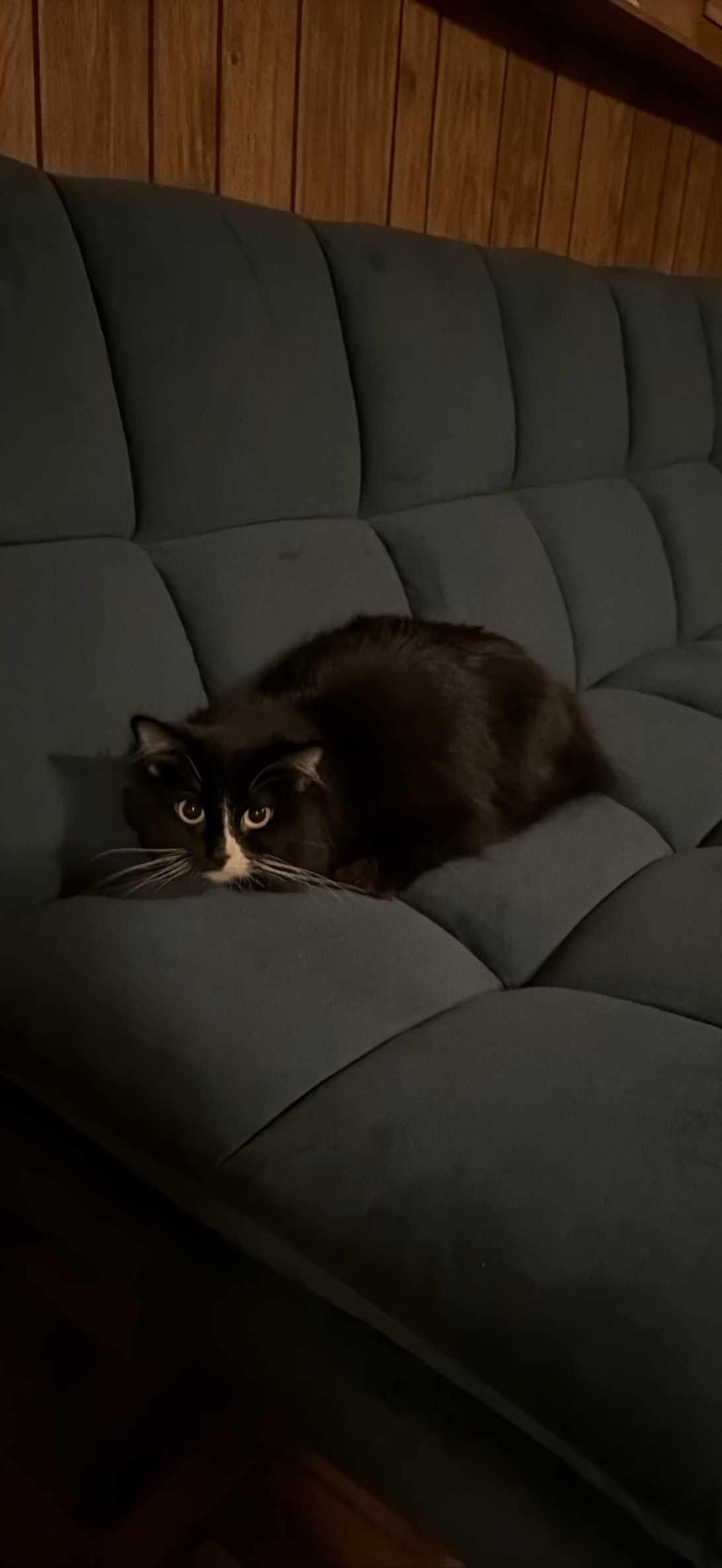 Taffy Lee Fluffins, a cat found on Chonk Finder