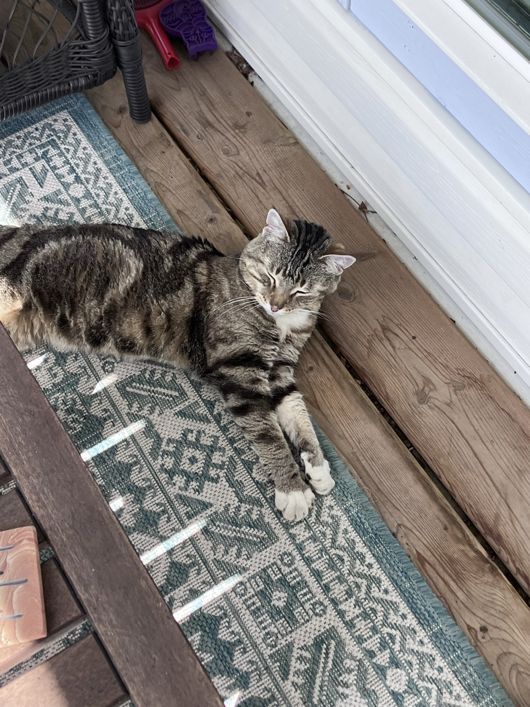 Morse, a cat found on Chonk Finder