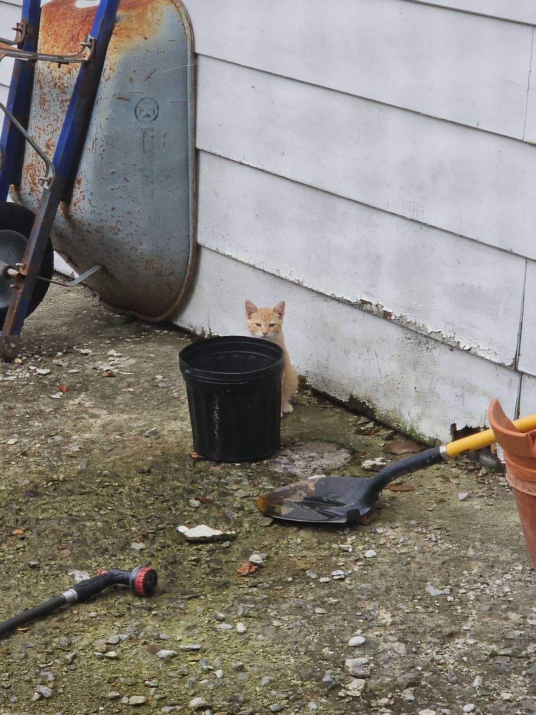 Leopold (Leo), a cat found on Chonk Finder