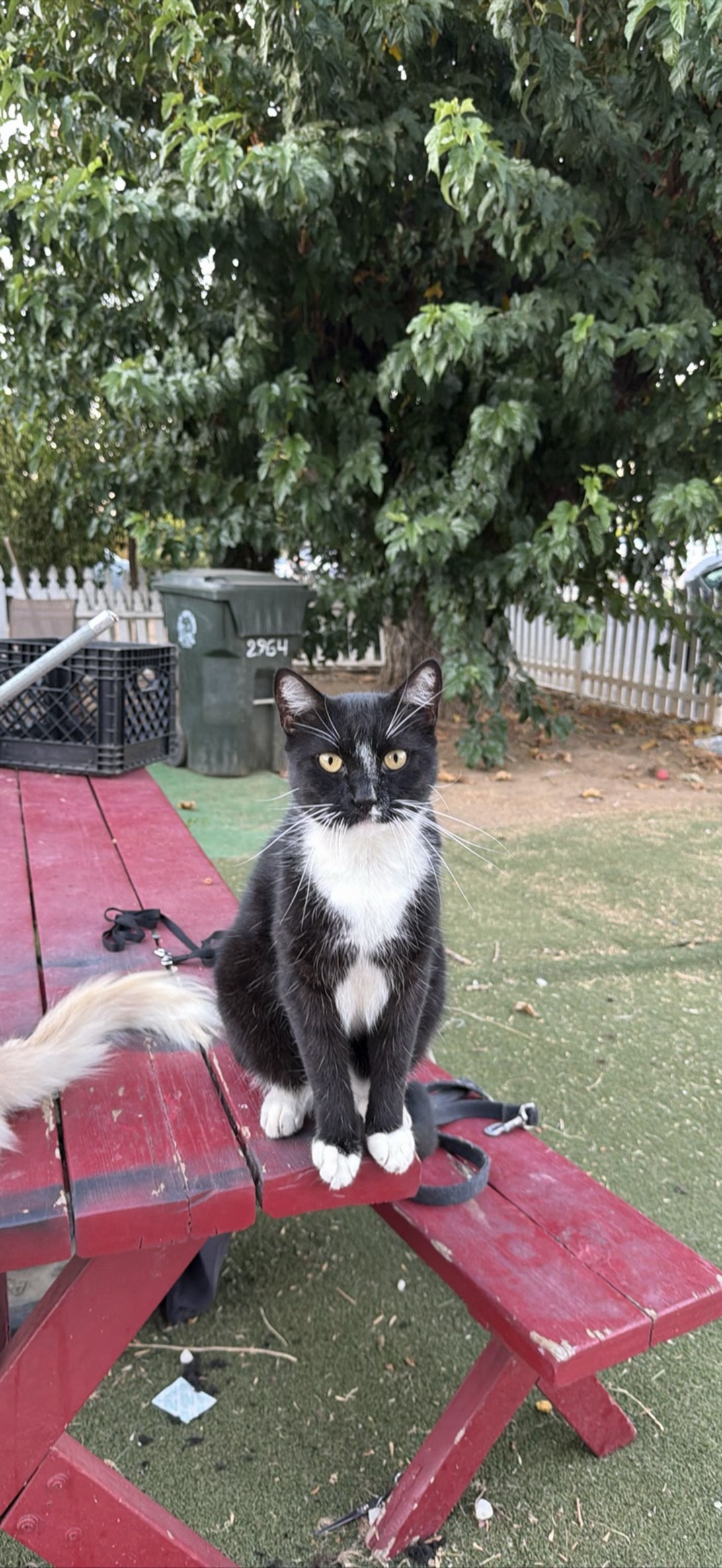 Apache, a cat found on Chonk Finder