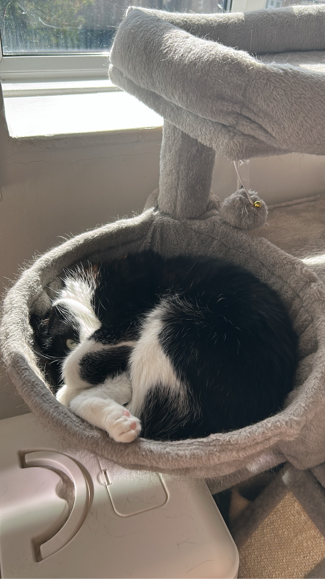 Pablo, a cat met on Chonk Finder