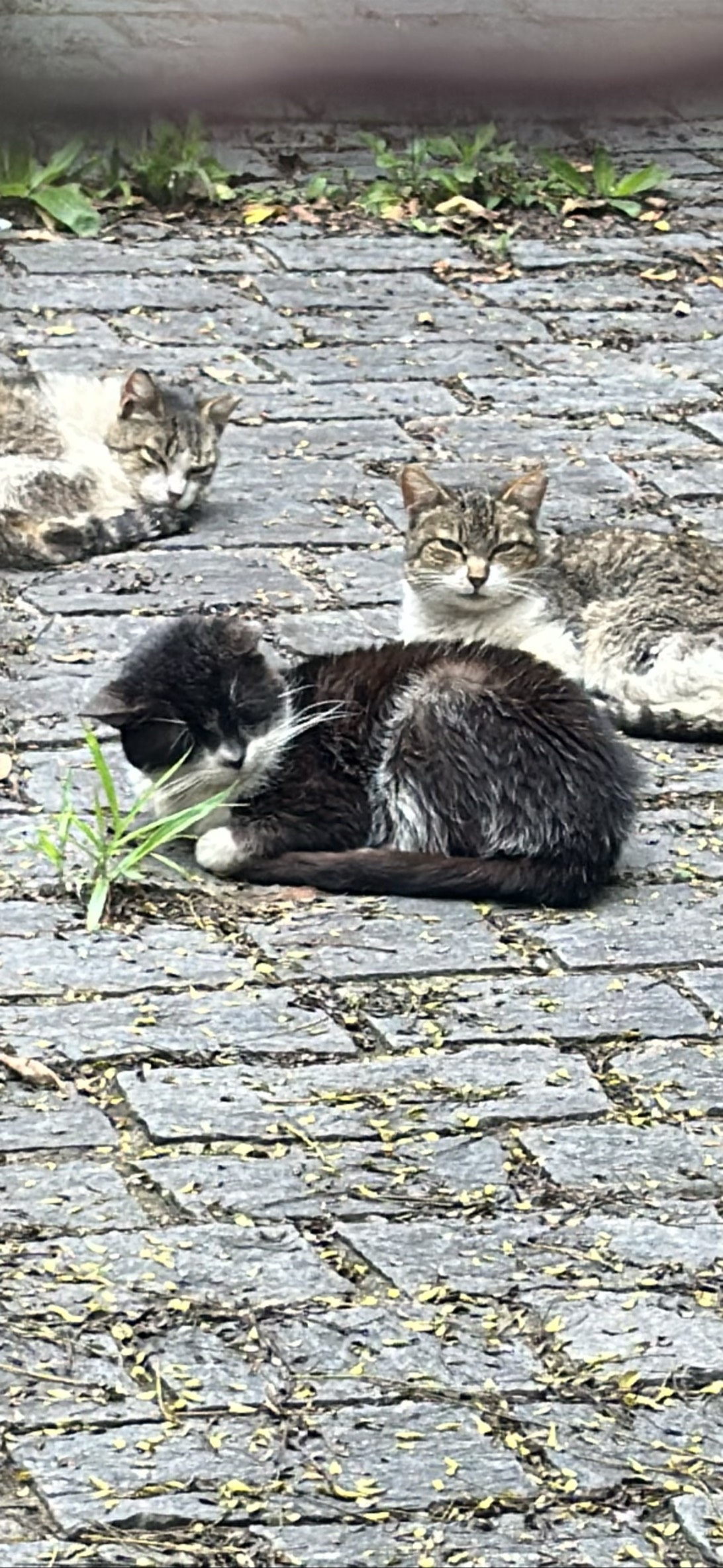 Cobblestone, a cat found on Chonk Finder