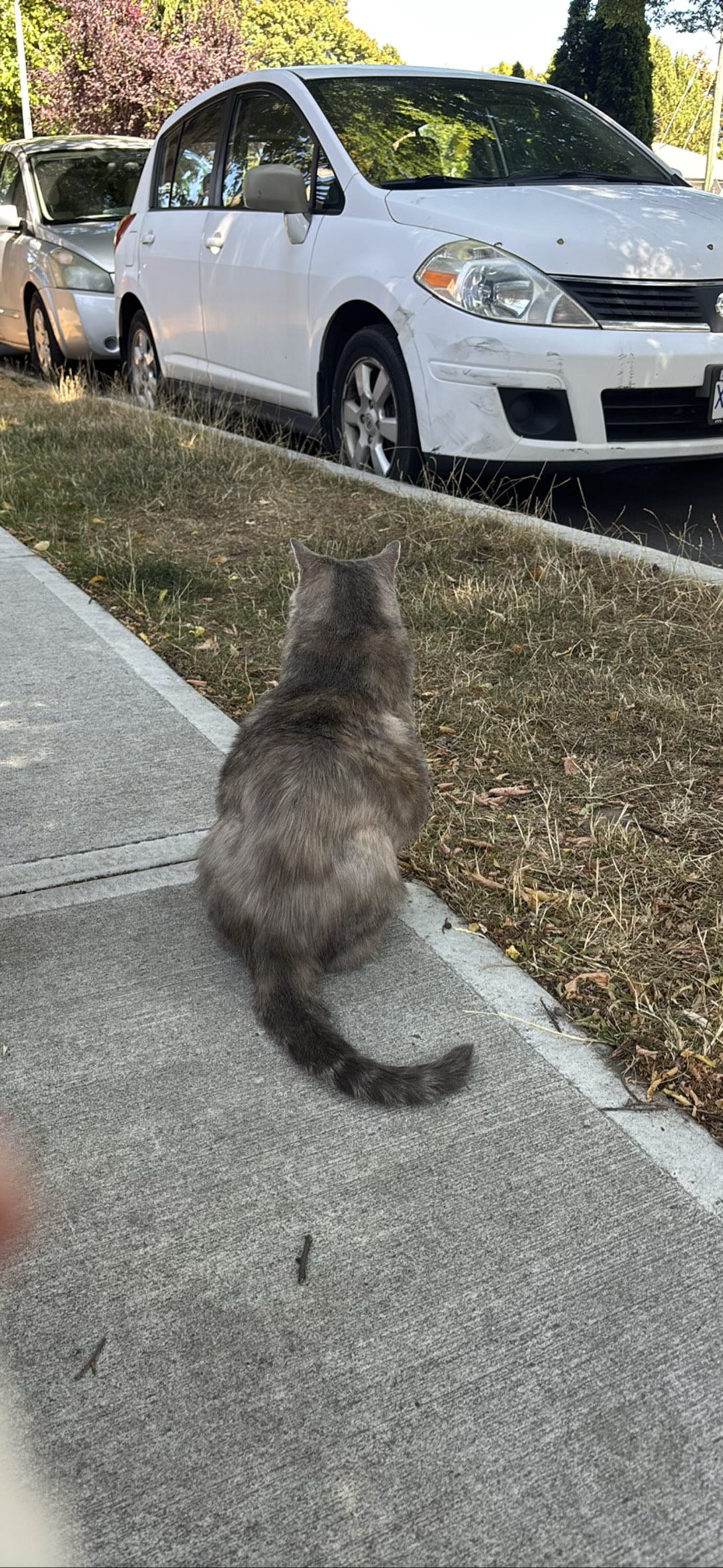 Dougall, a cat found on Chonk Finder
