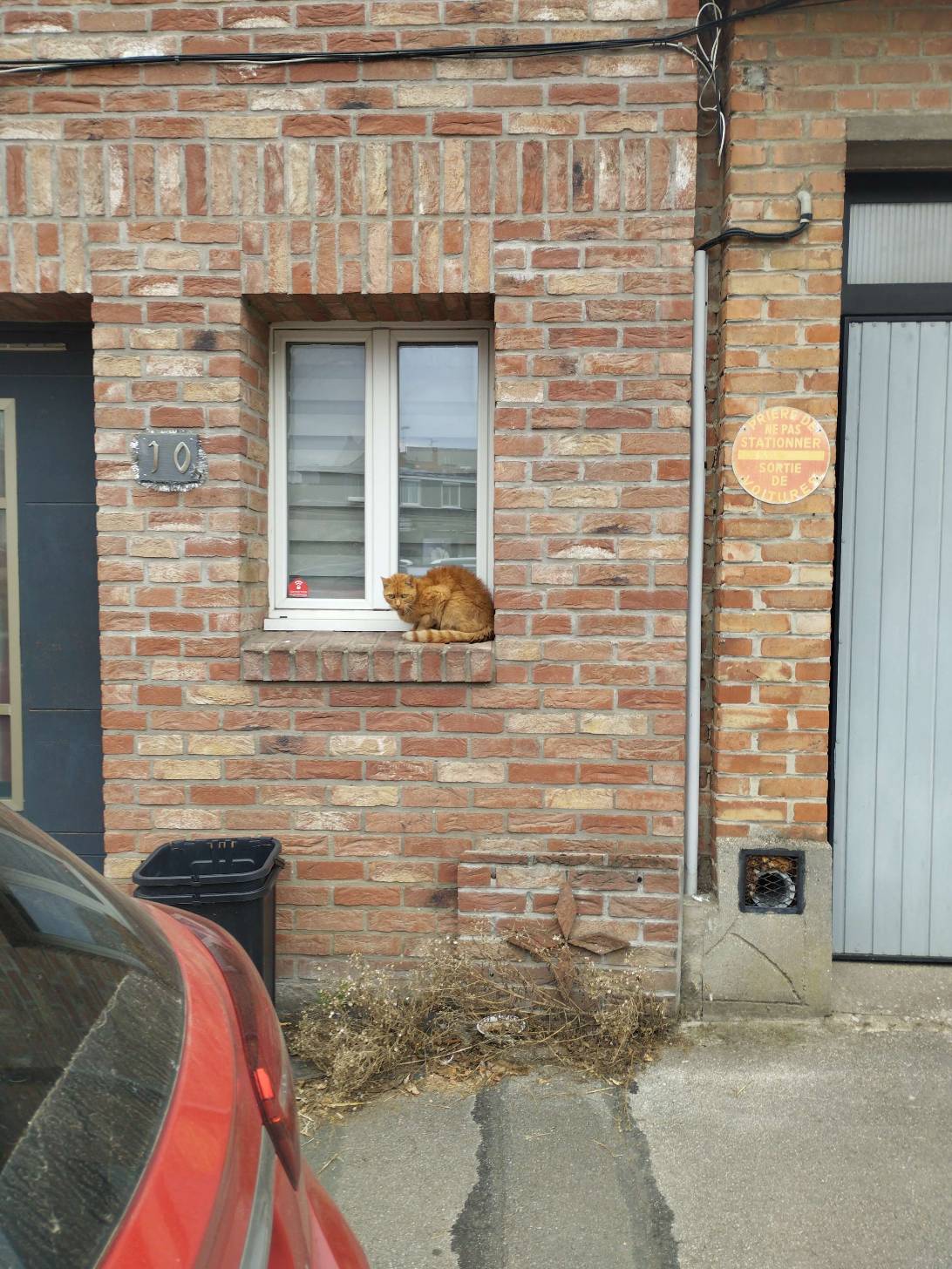 Gerard-Roux, a cat found on Chonk Finder