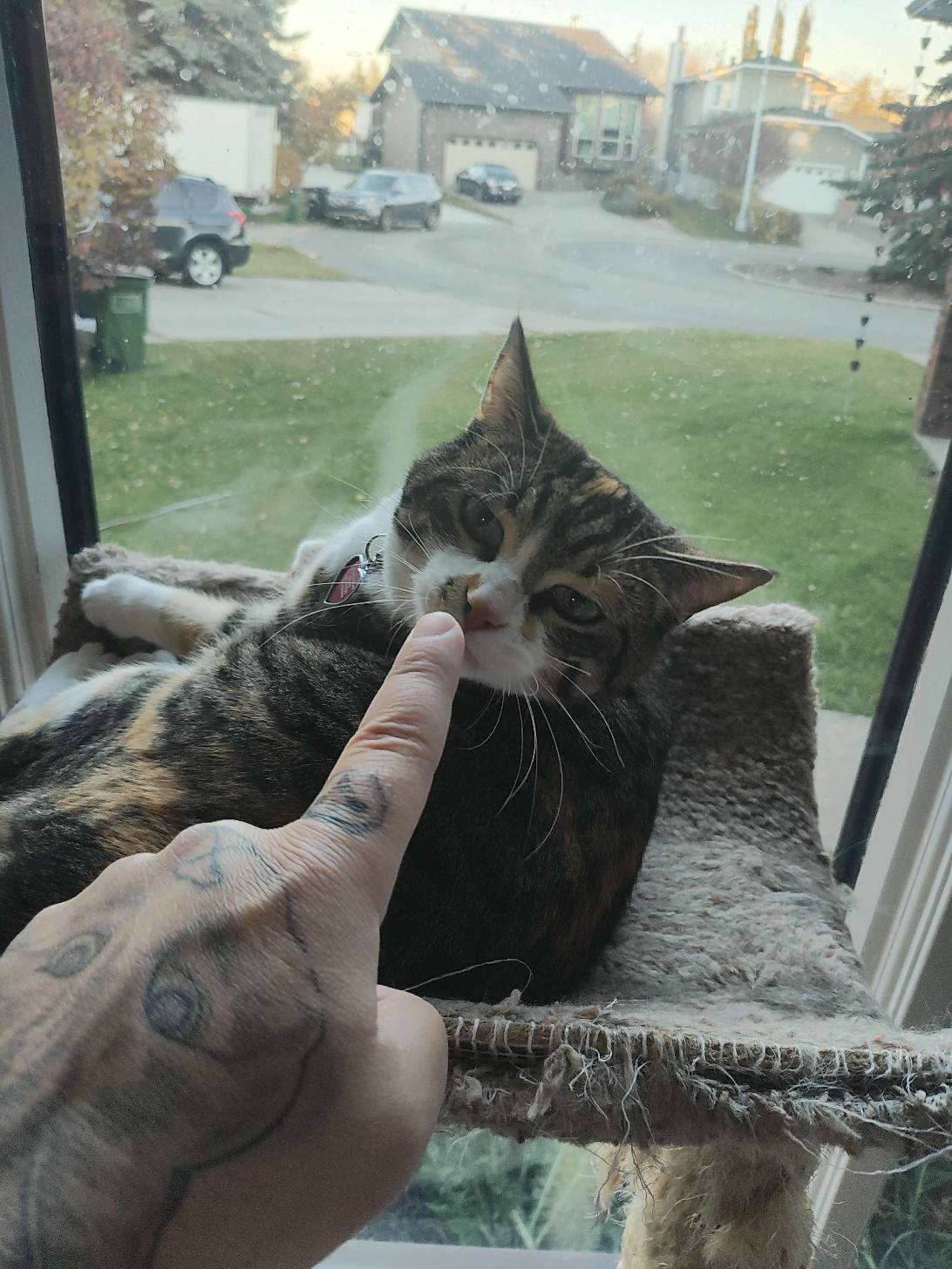 Astrid, a cat found on Chonk Finder