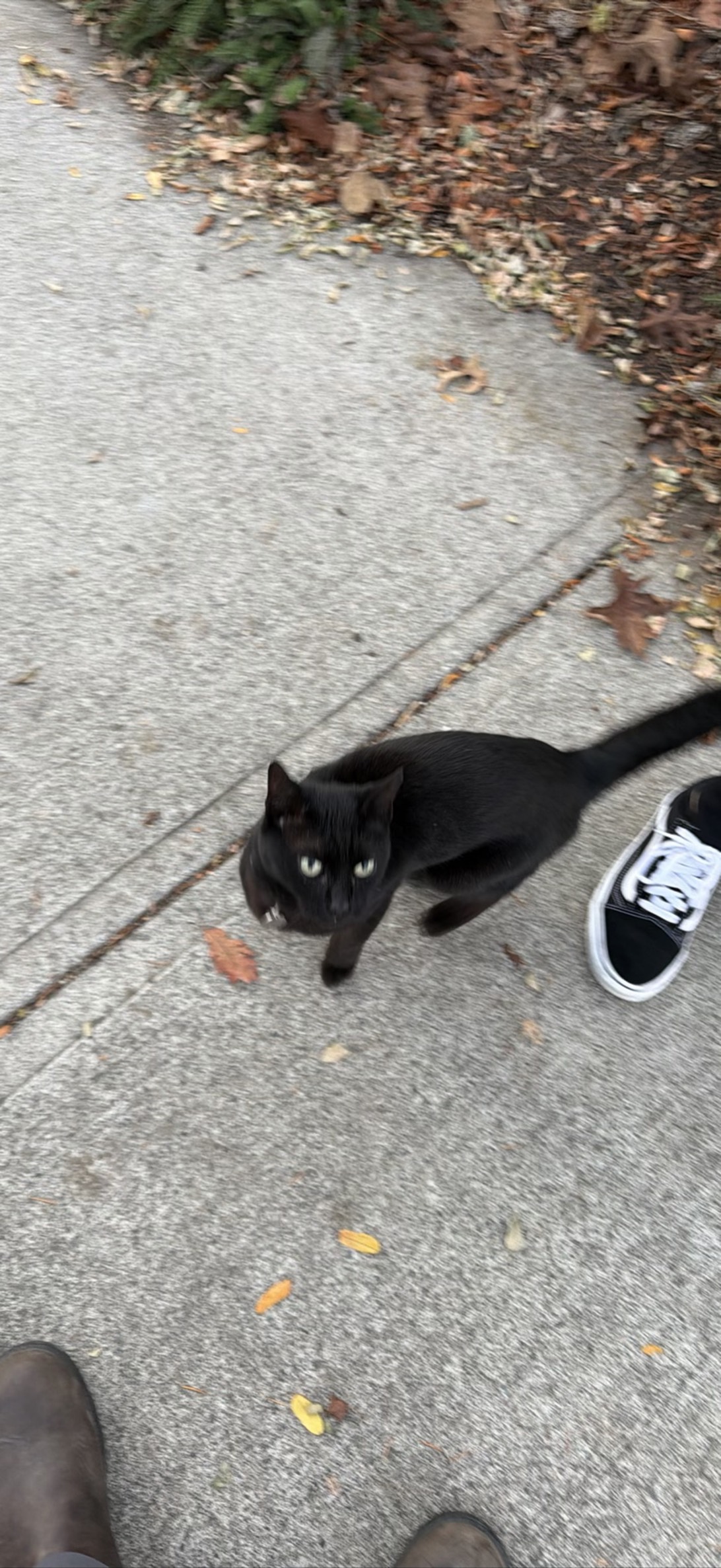 Steak, a cat found on Chonk Finder