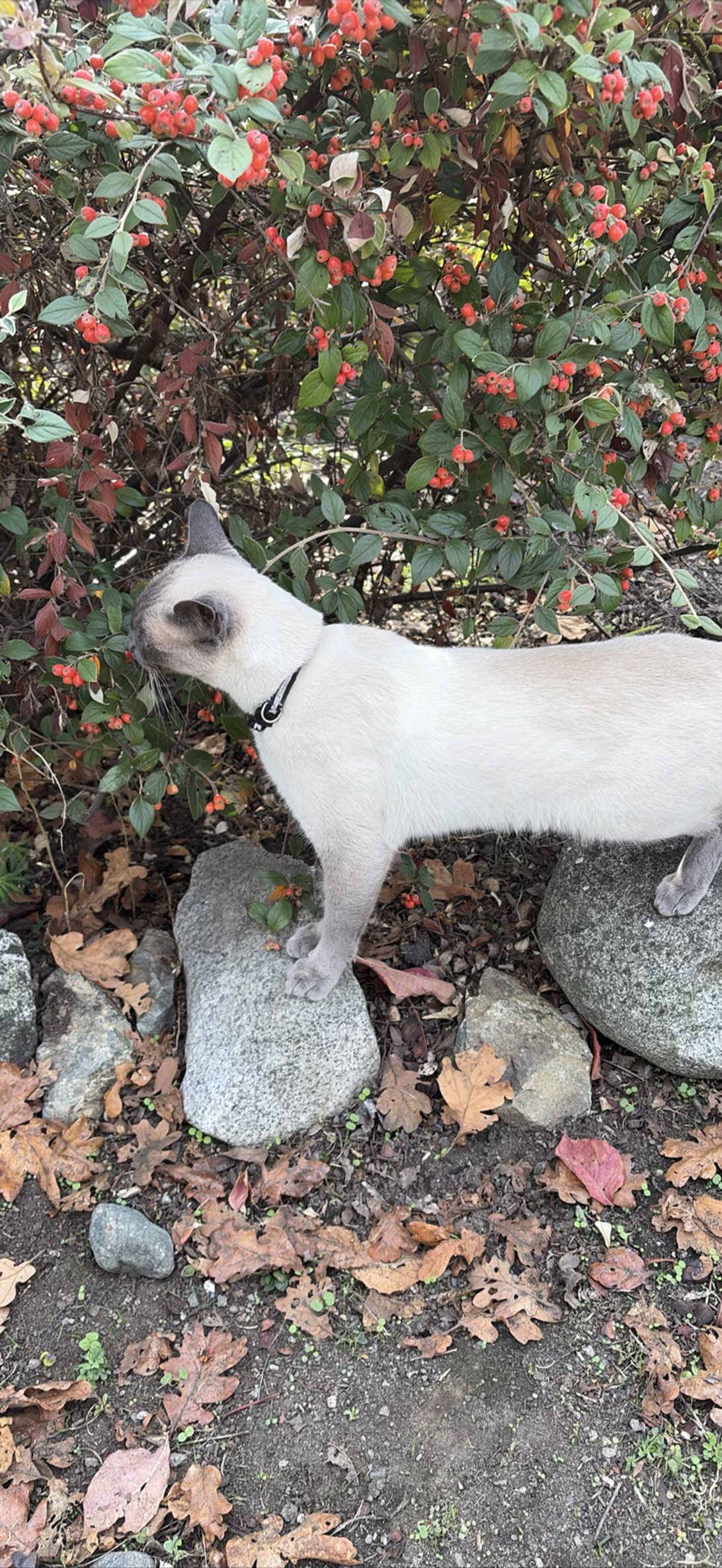 Unknown, a cat found on Chonk Finder