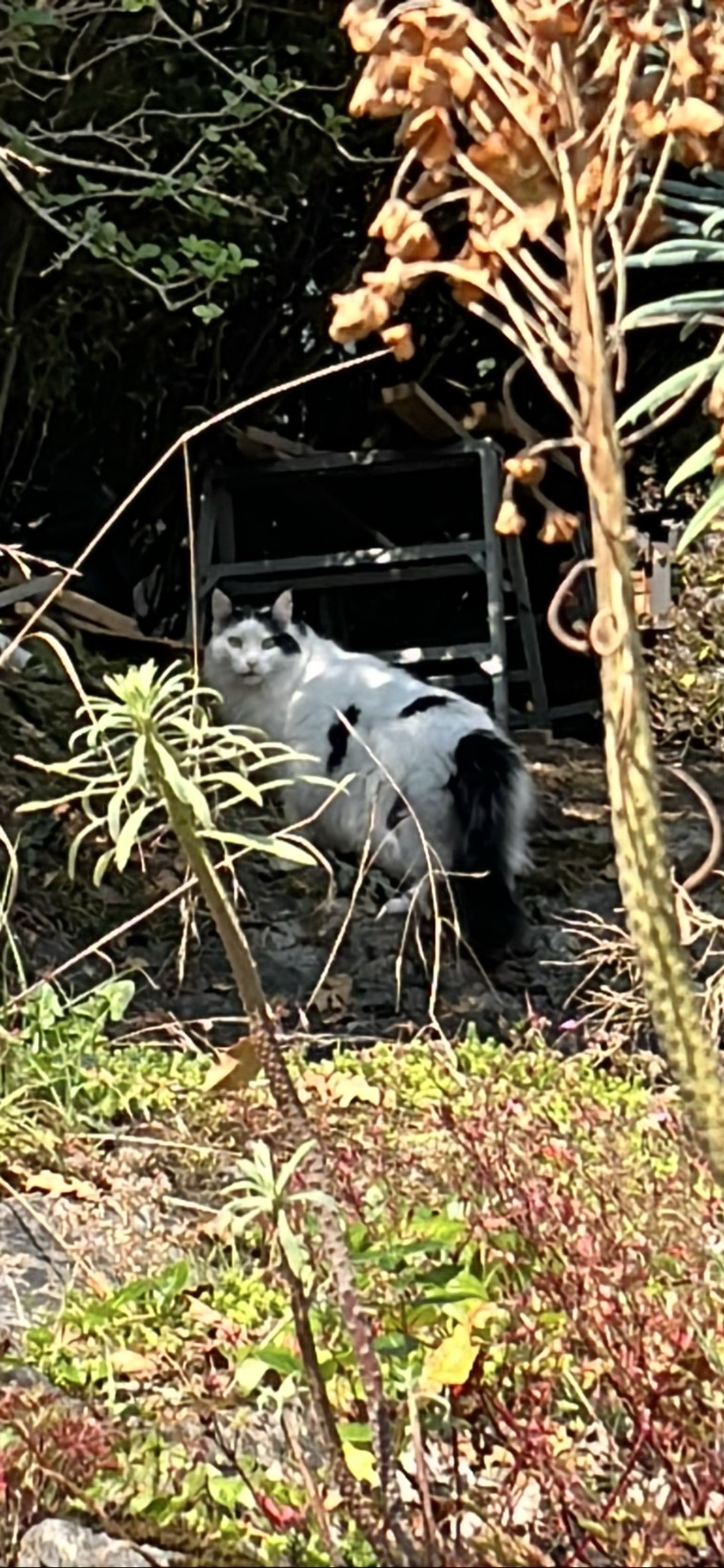 Hissy, a cat found on Chonk Finder
