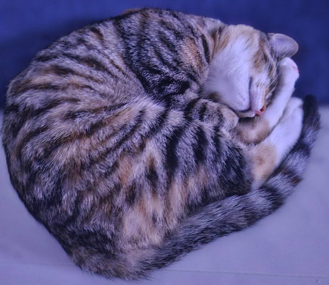 Gsee, a cat found on Chonk Finder