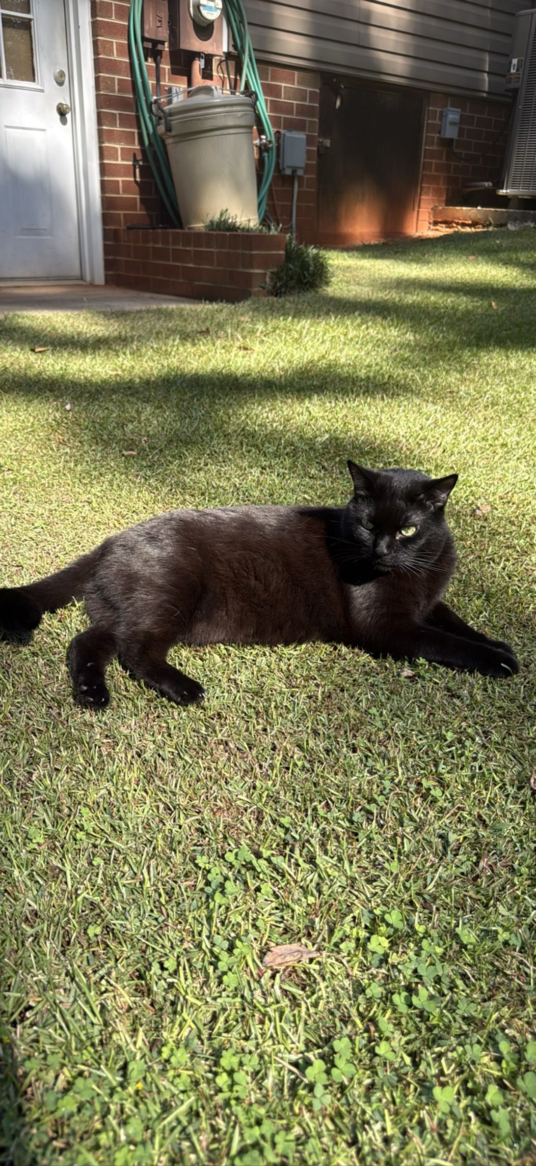 Vivi, a cat found on Chonk Finder