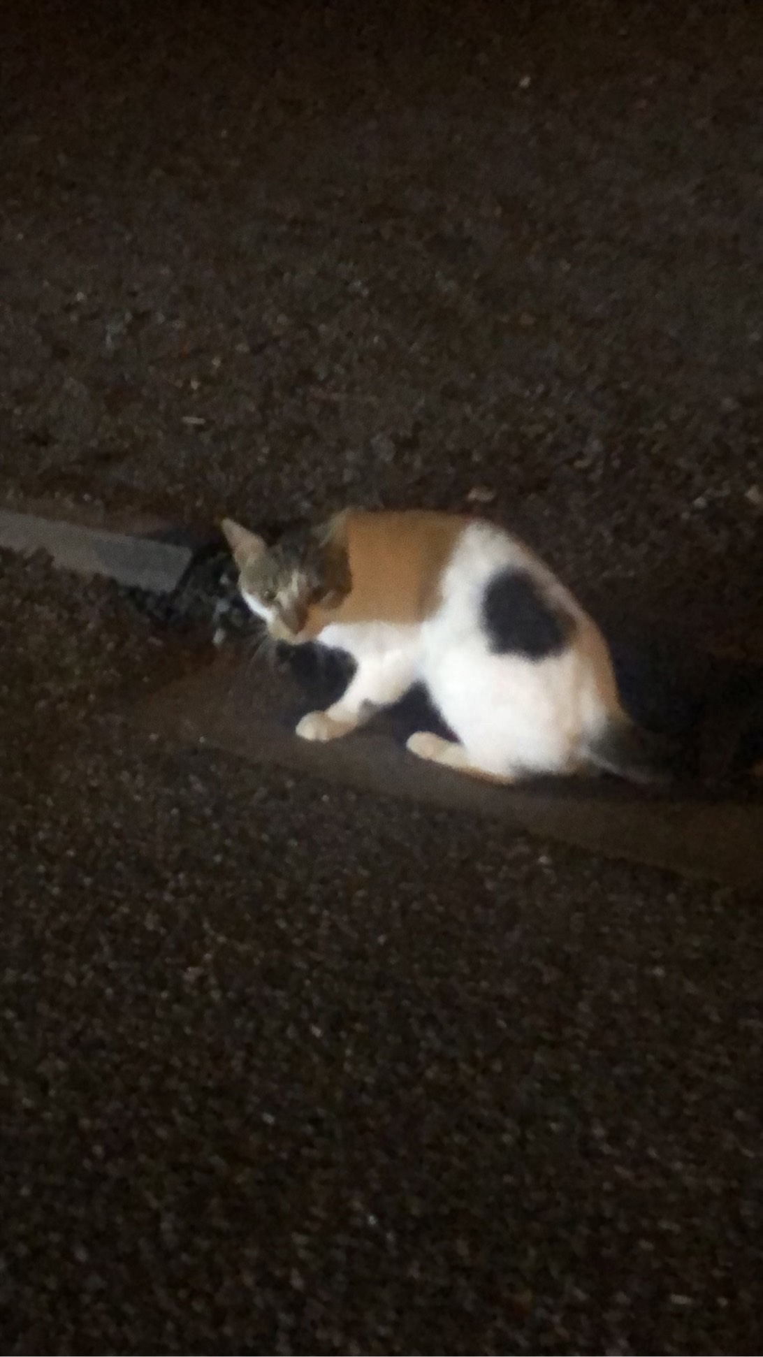 Papote, a cat found on Chonk Finder