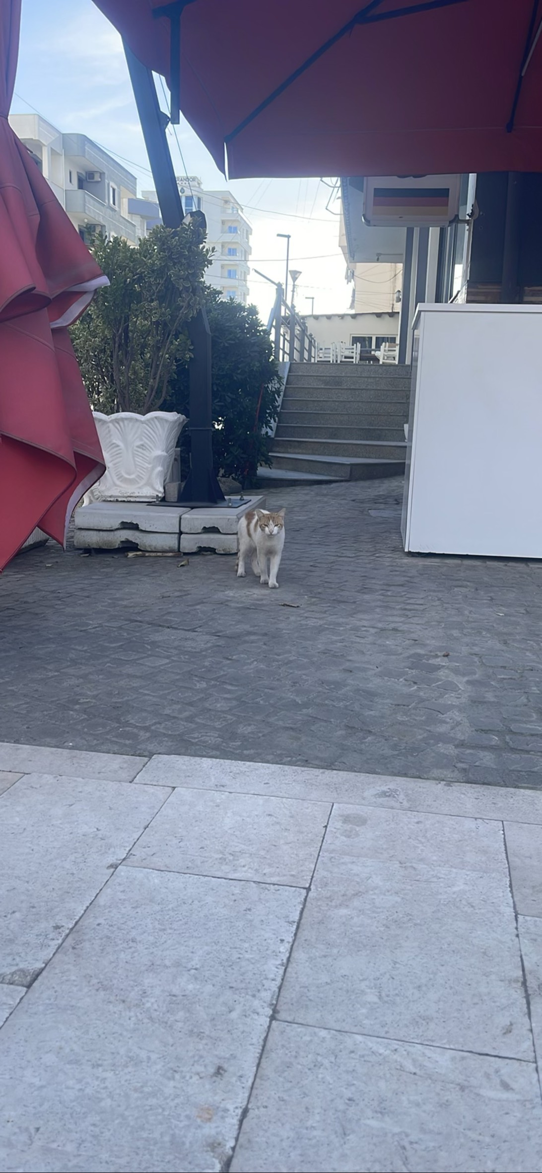 Cosimo, a cat met on Chonk Finder