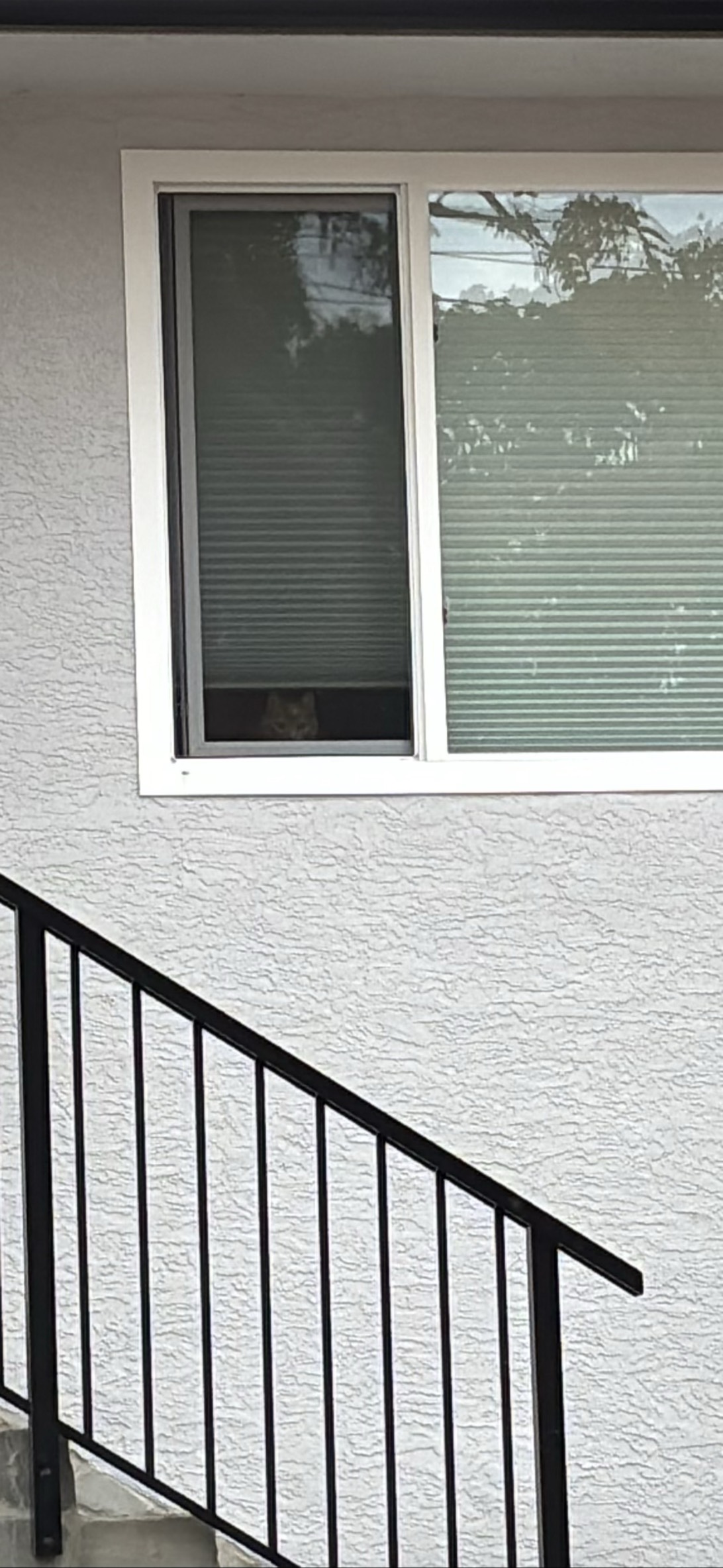 Bird Watcher, a cat found on Chonk Finder