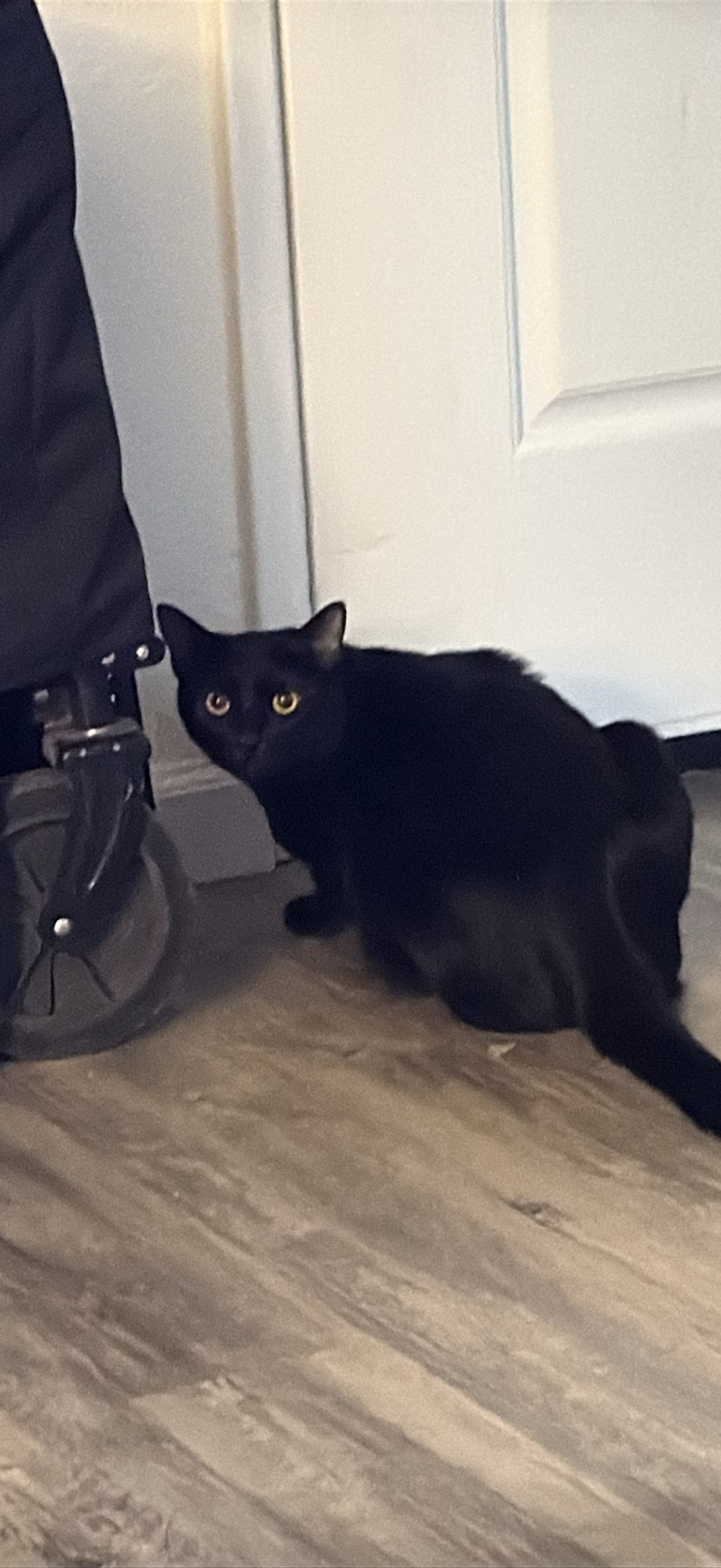 Biscuit, Turlock