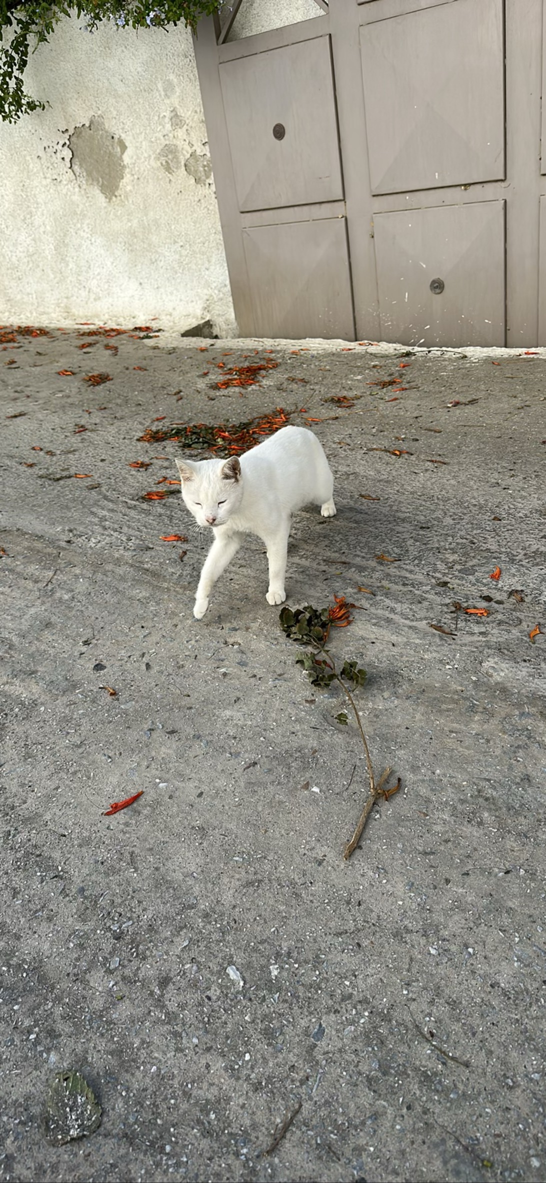 Meowsir, a cat found on Chonk Finder
