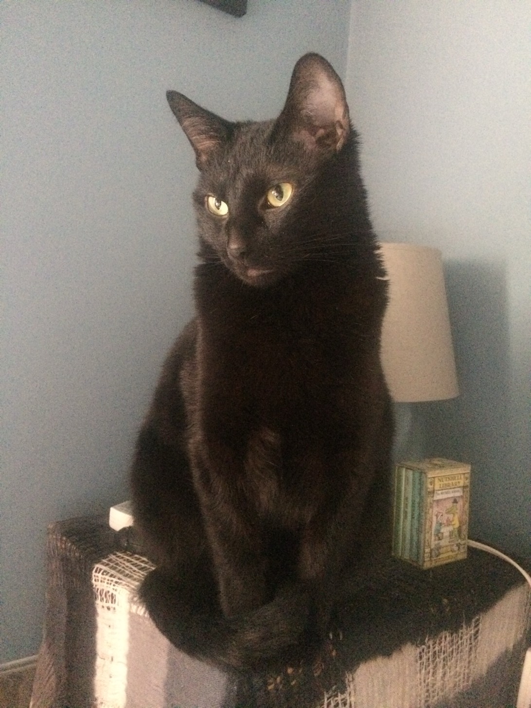 Arby’s Junior, a cat found on Chonk Finder