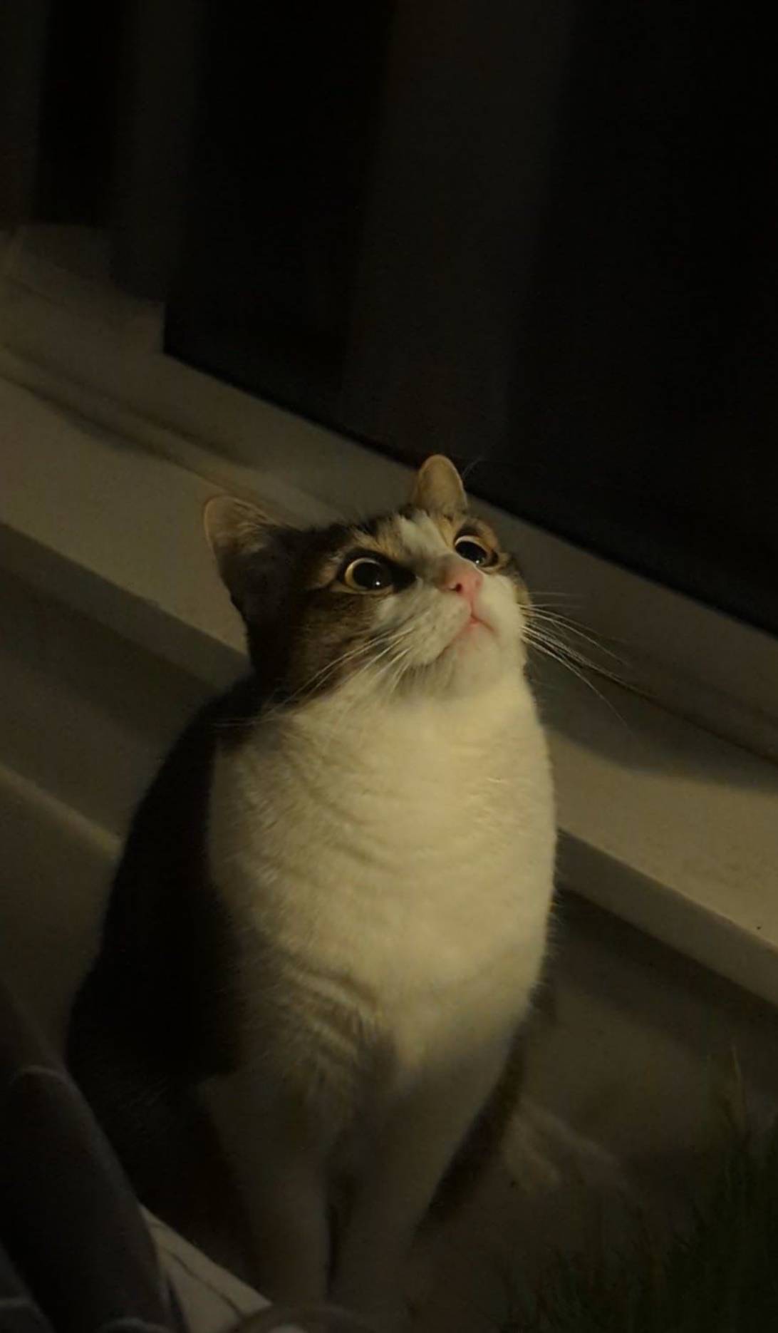 Misty Business, a cat found on Chonk Finder