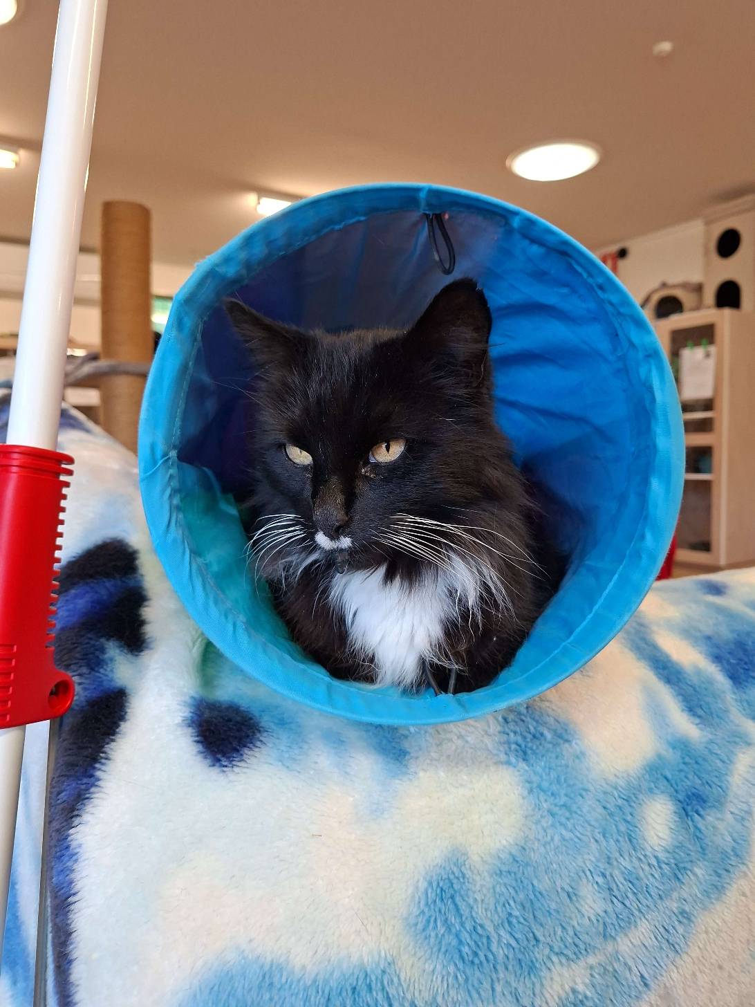 Kit kit, a cat found on Chonk Finder