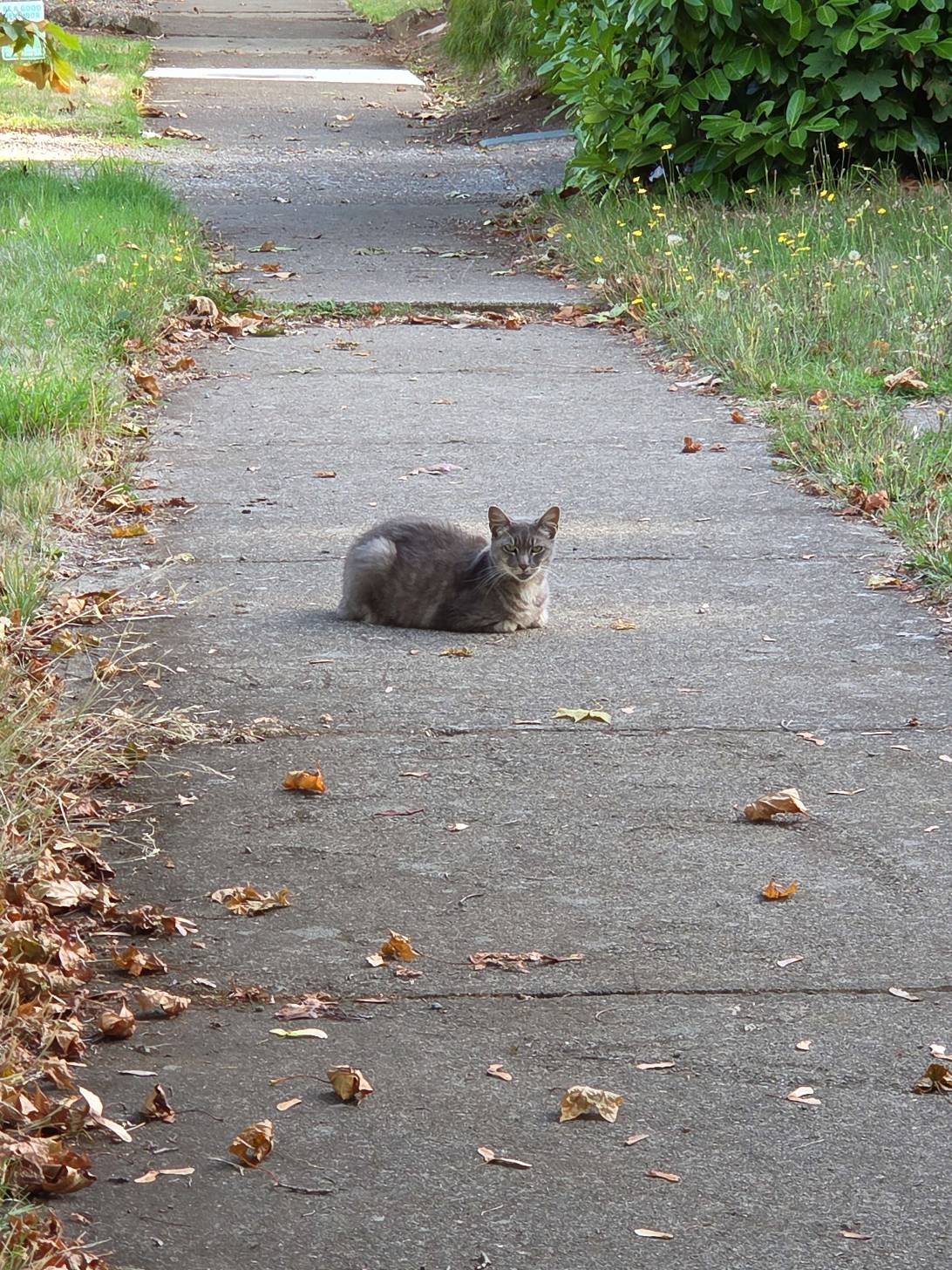 Mist, a cat found on Chonk Finder