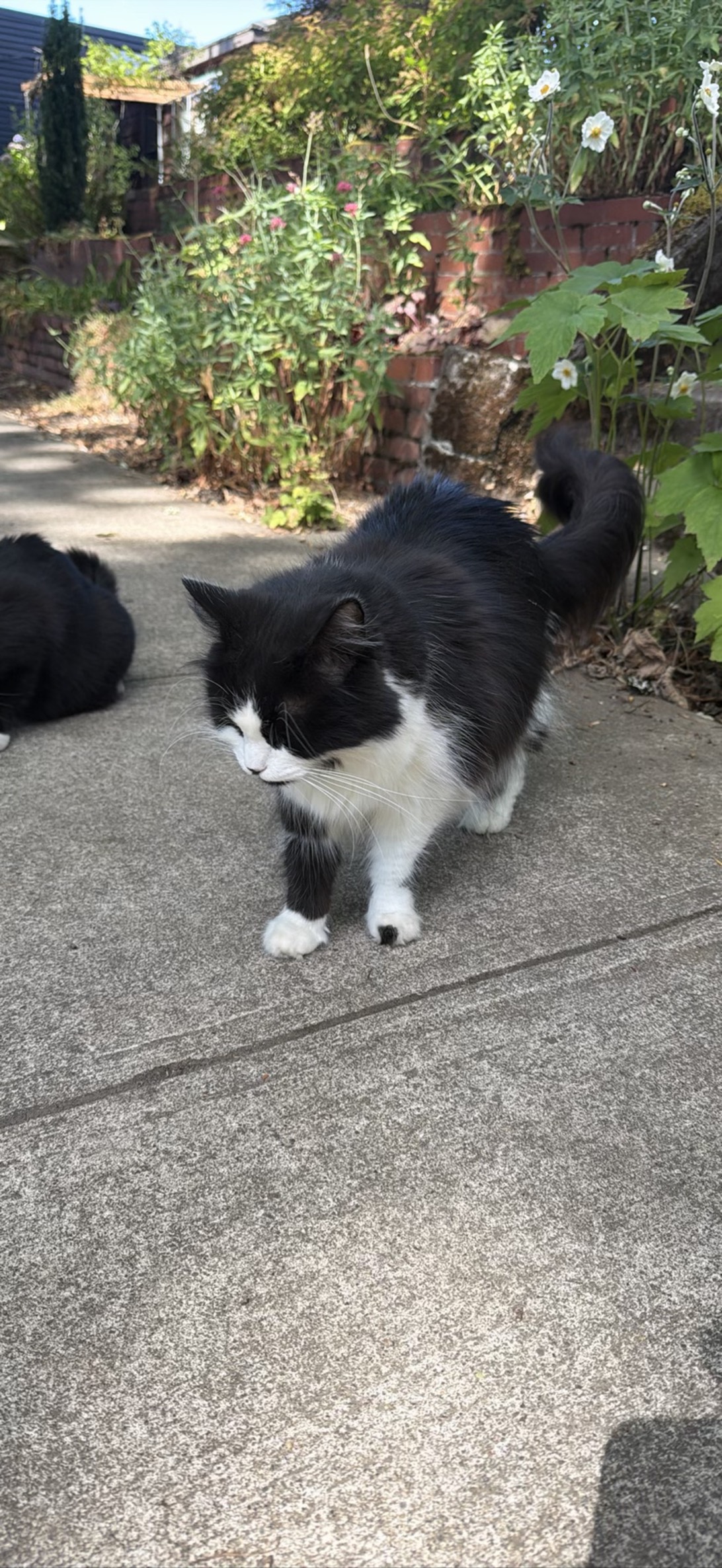Tuwta, a cat found on Chonk Finder