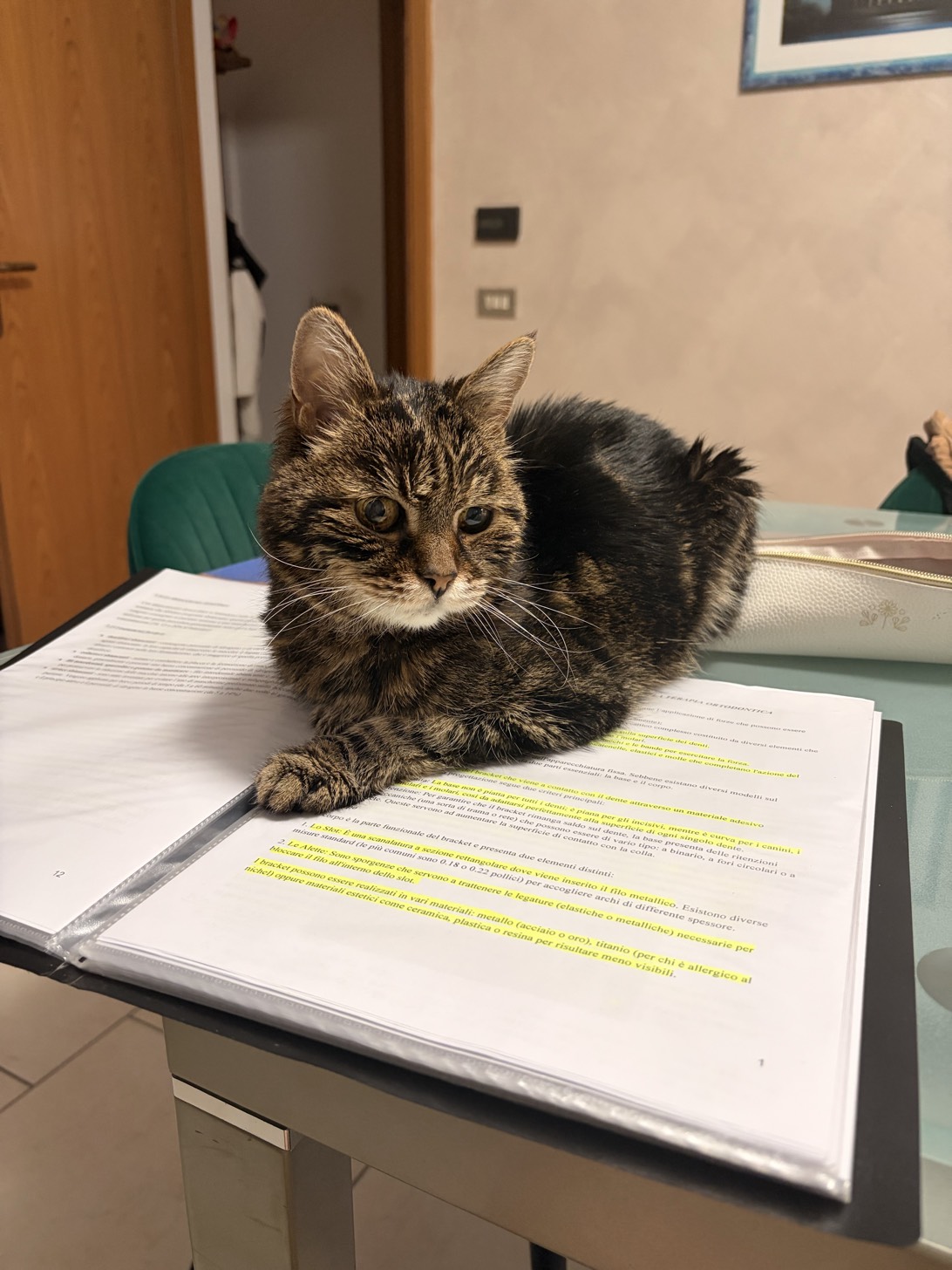minuz, a cat found on Chonk Finder