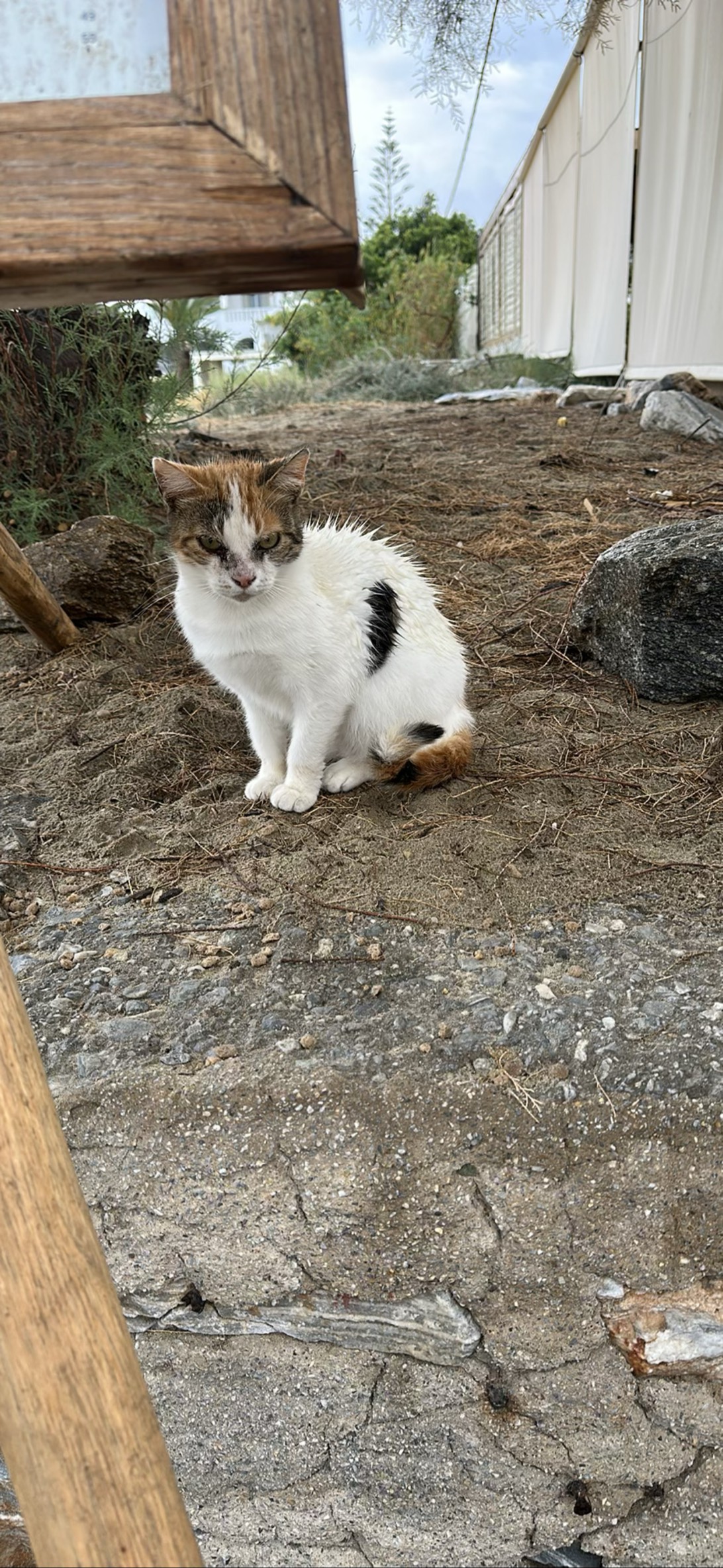 Nikos, a cat found on Chonk Finder