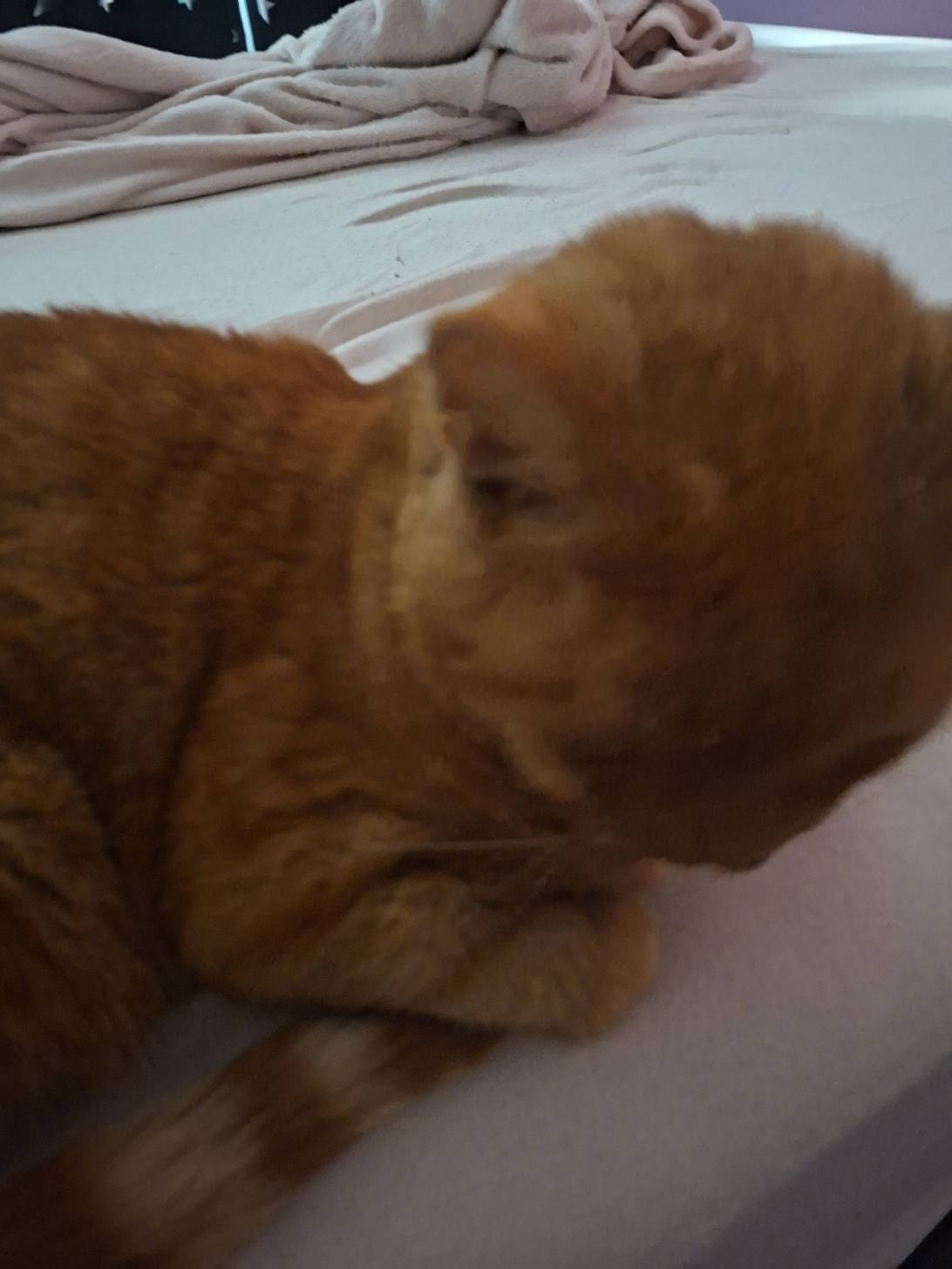 Rambo, a cat met on Chonk Finder