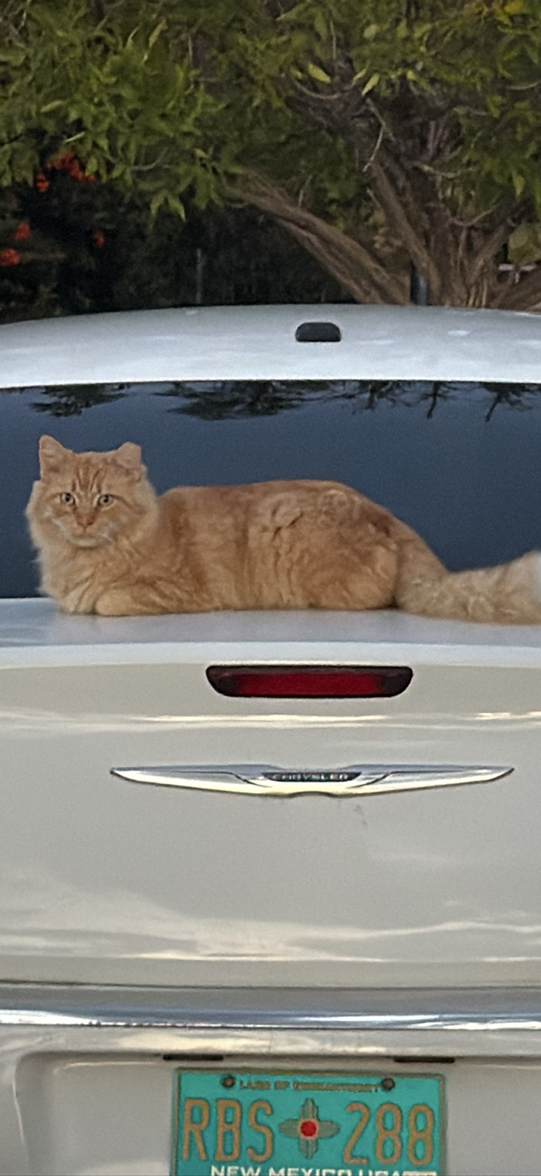 Chrysler, Albuquerque