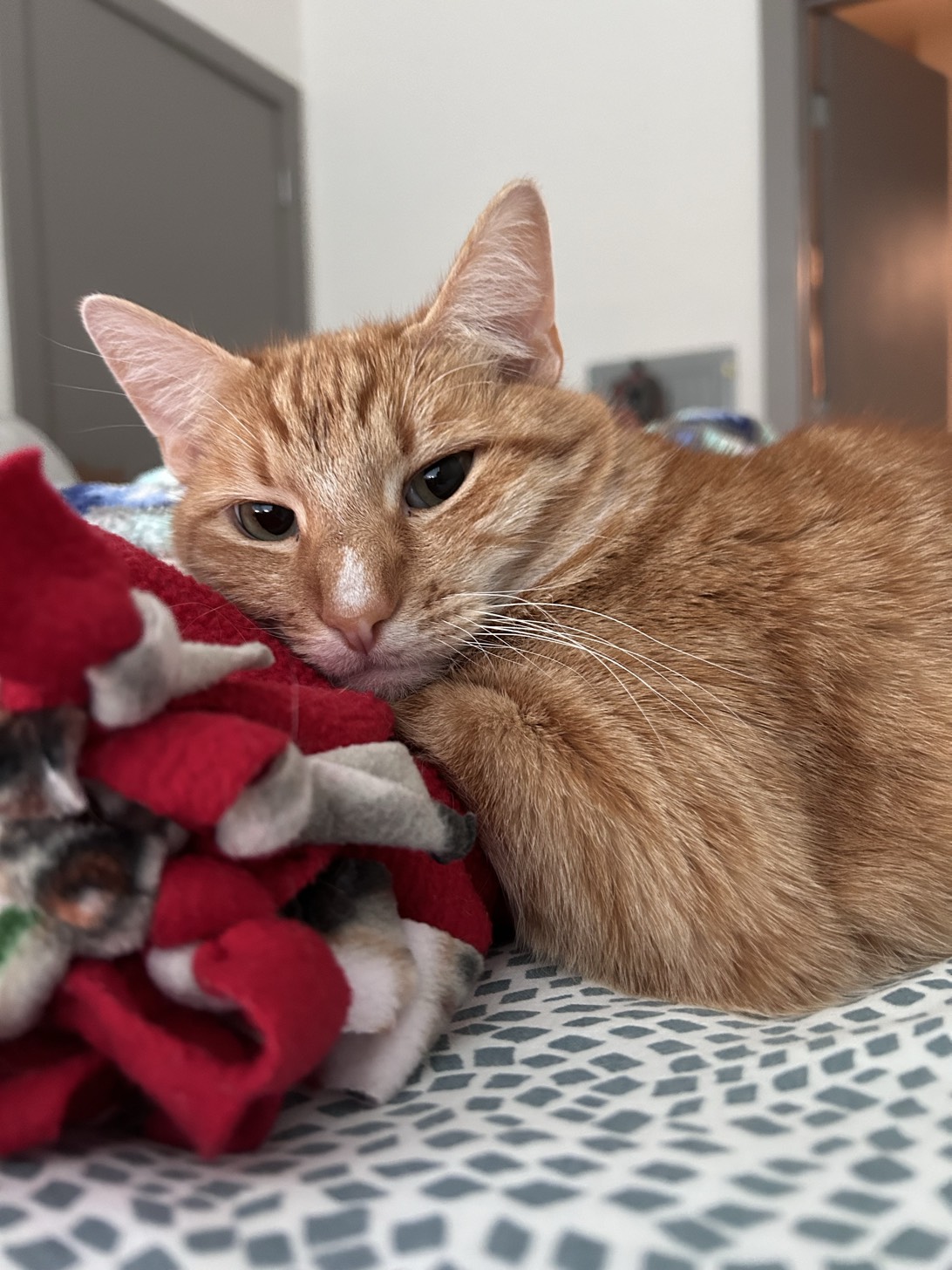 Alfie, a cat found on Chonk Finder