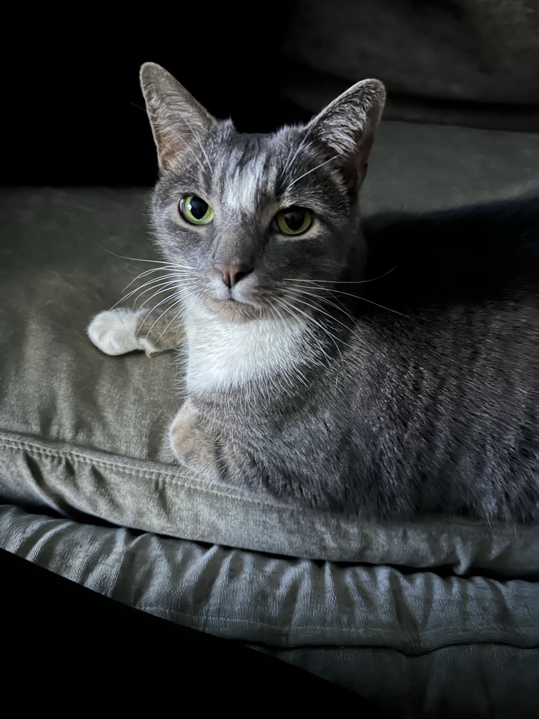 Jasper, a cat found on Chonk Finder