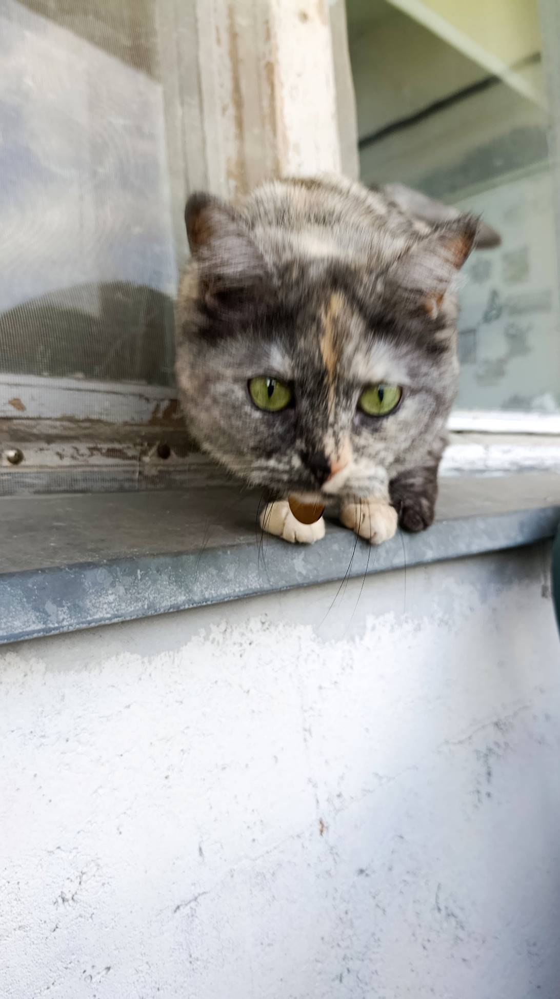 Mia, a cat found on Chonk Finder