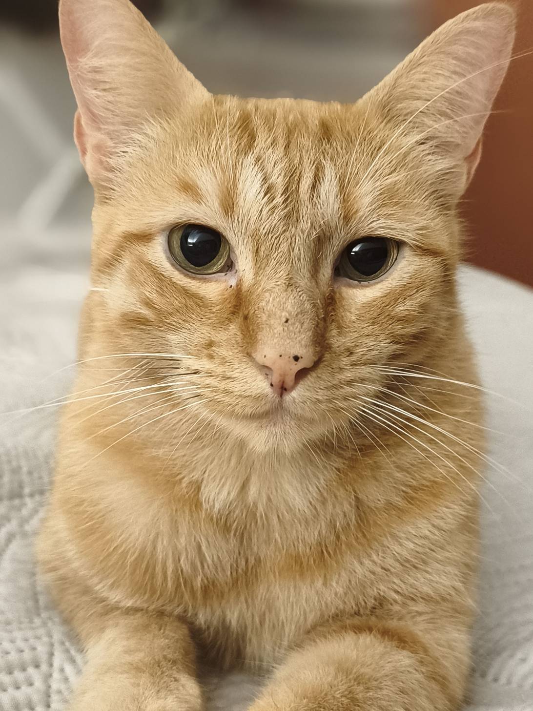 Fly, a cat found on Chonk Finder