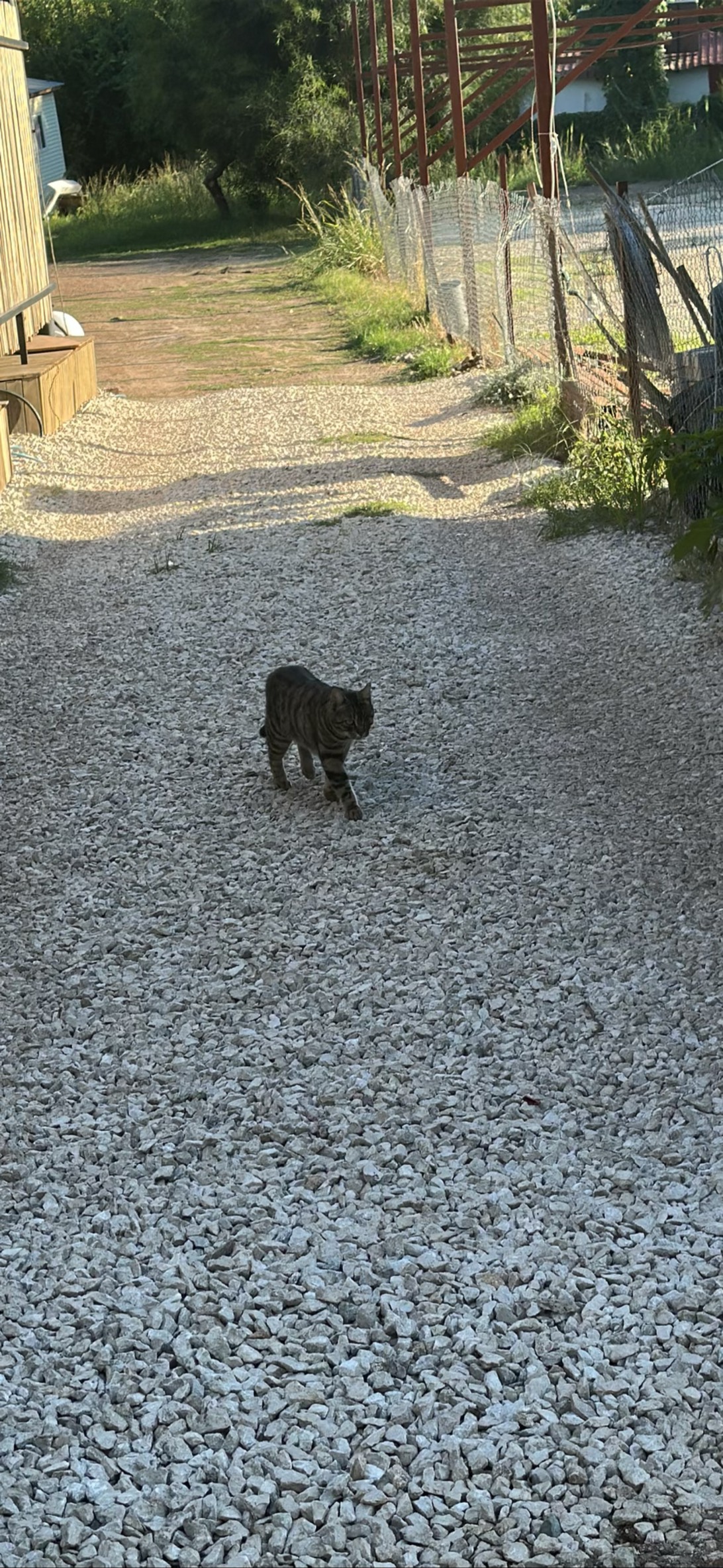 Gravel, a cat found on Chonk Finder
