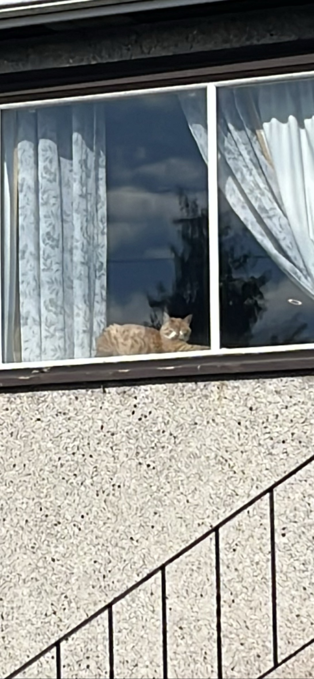 Sleepy Ginger, a cat found on Chonk Finder