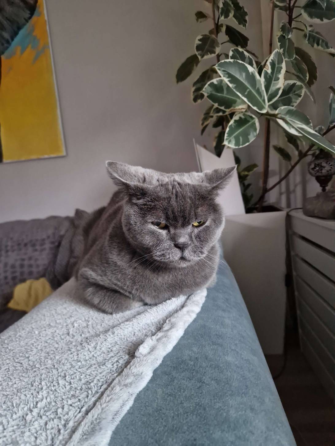 Cicao, a cat found on Chonk Finder