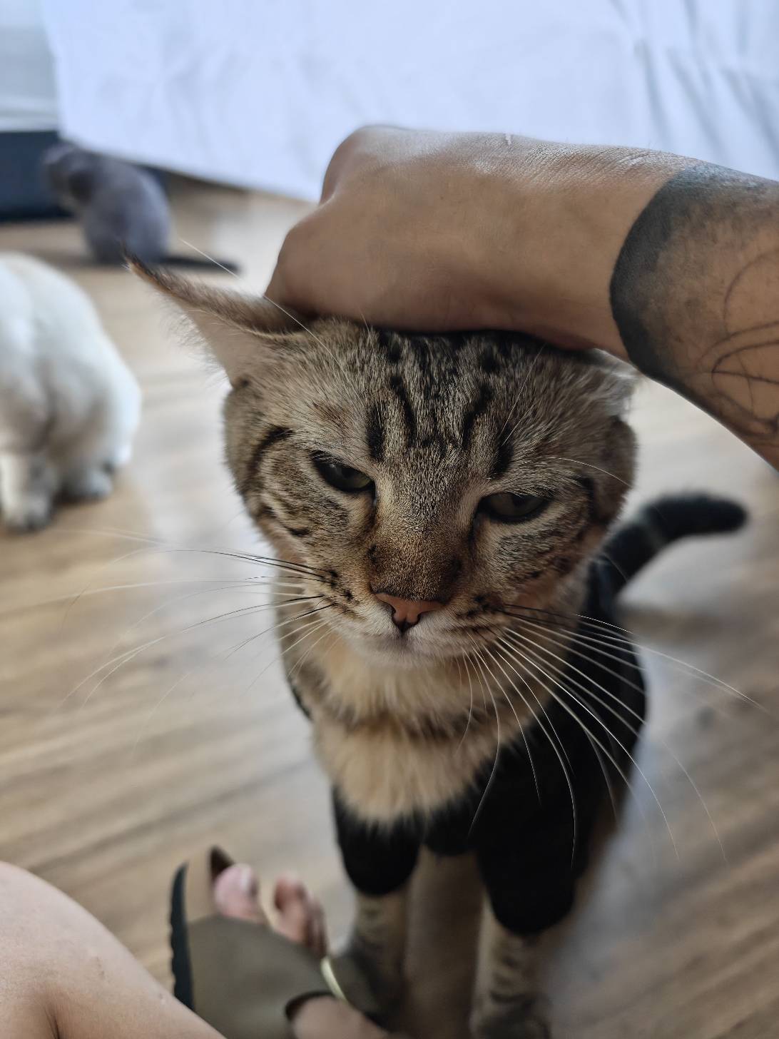 Bueno, a cat met on Chonk Finder