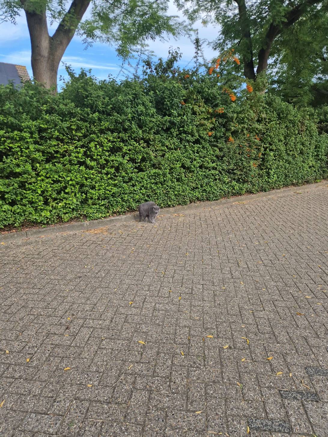 Rembrandt, Purmerend