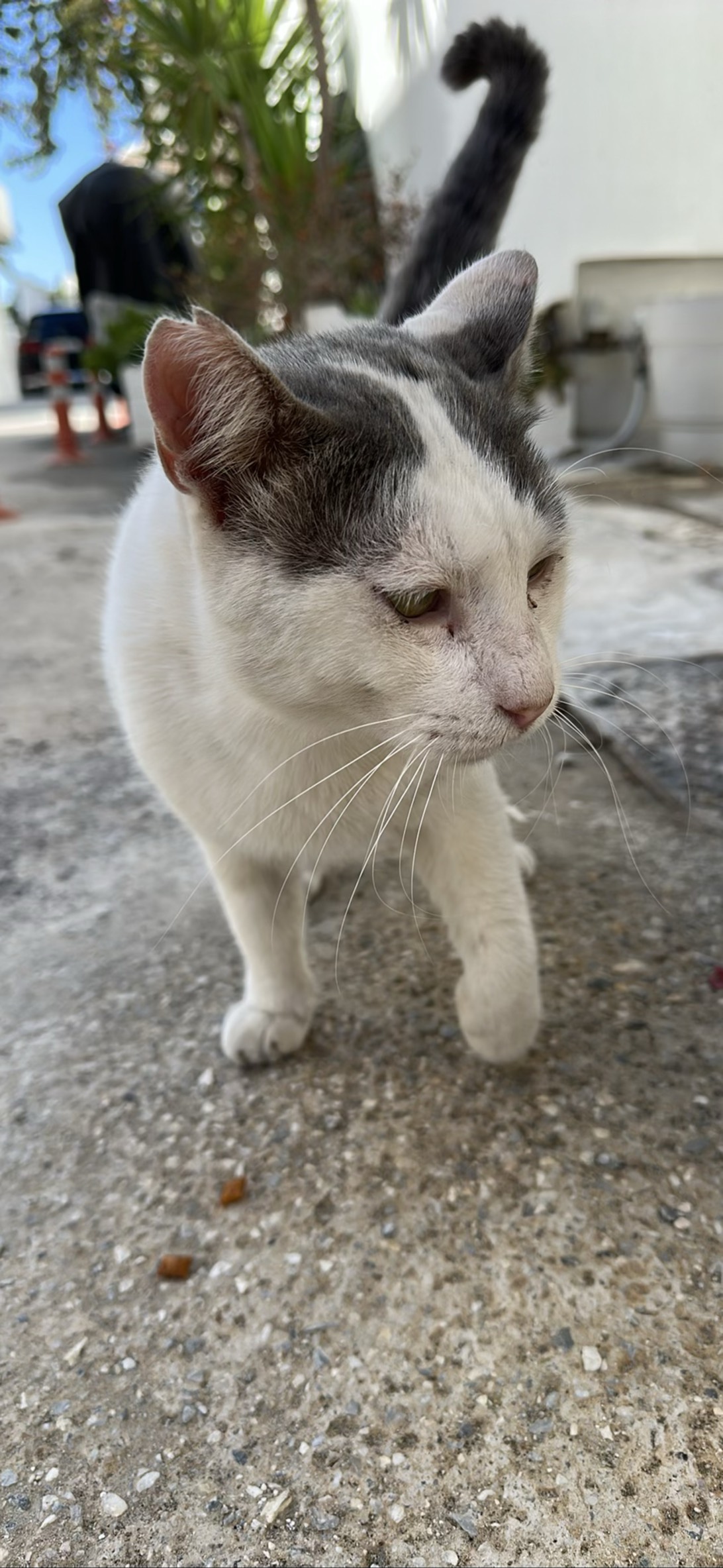 Oldielocks, a cat found on Chonk Finder